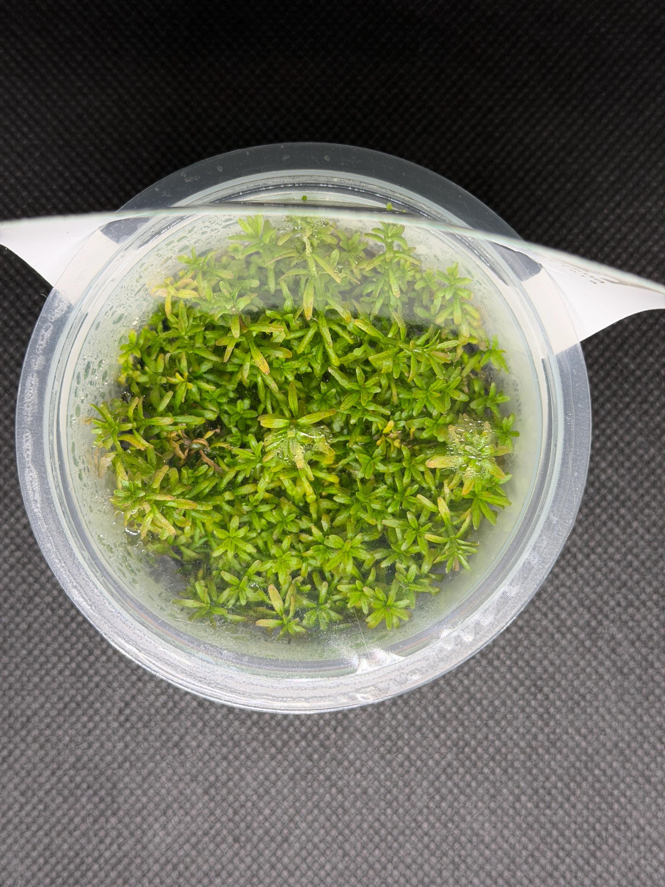 Rotala mexicana 'Goias' – Tissue Culture Aquarium Plant | Background (stem) | Live Aquascape Cup | MoarPlants