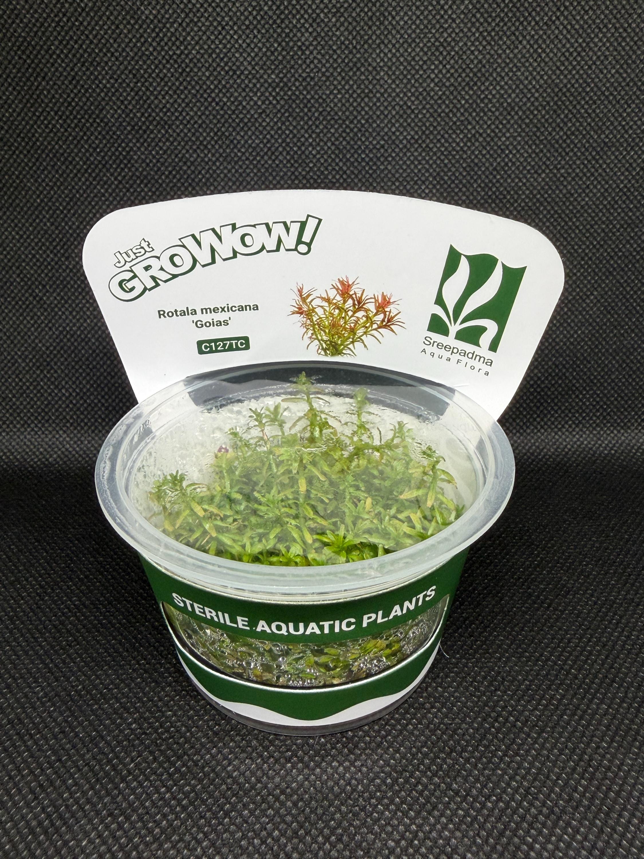 Rotala mexicana 'Goias' – Tissue Culture Aquarium Plant | Background (stem) | Live Aquascape Cup | MoarPlants