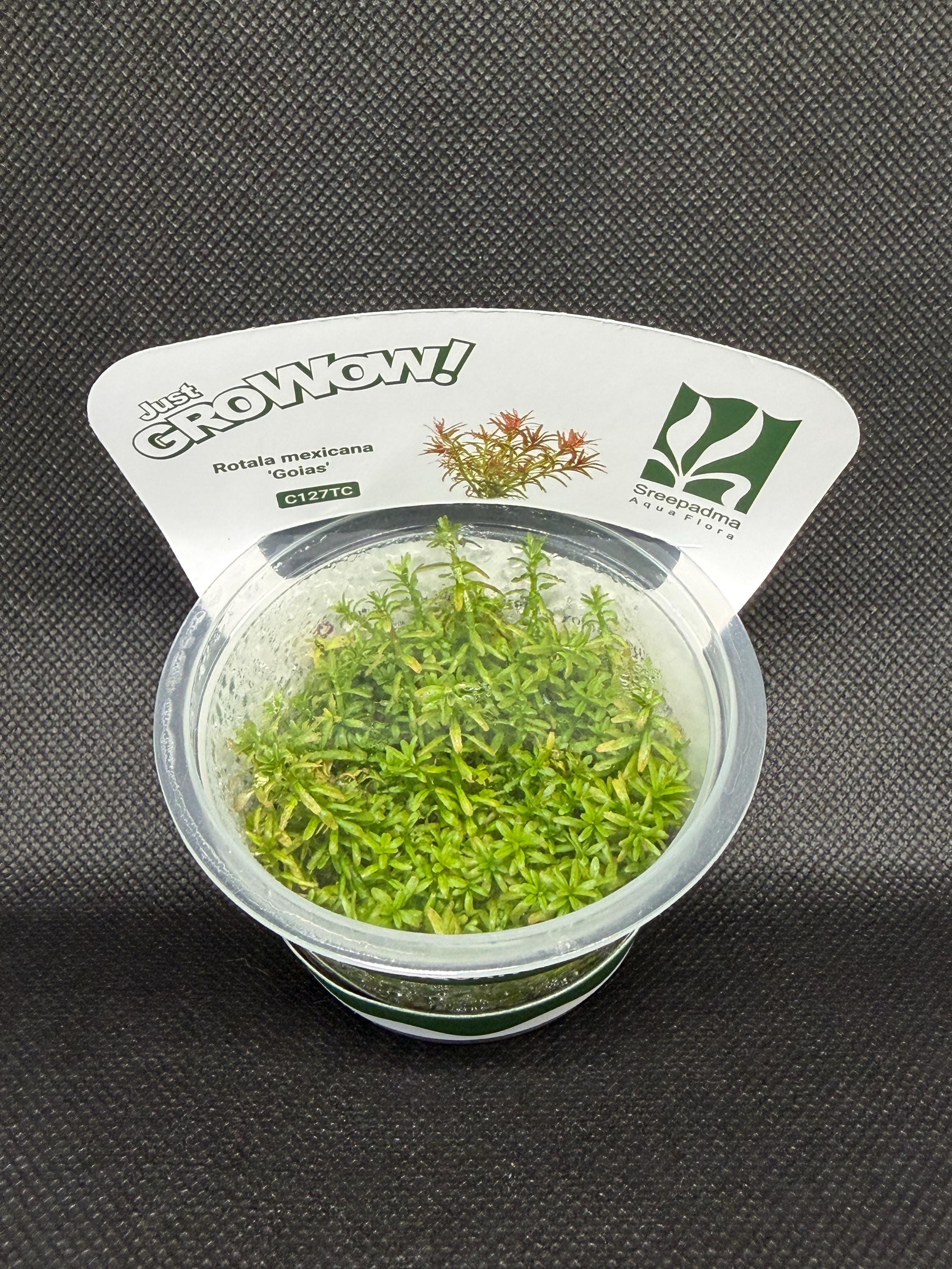 Rotala mexicana 'Goias' – Tissue Culture Aquarium Plant | Background (stem) | Live Aquascape Cup | MoarPlants