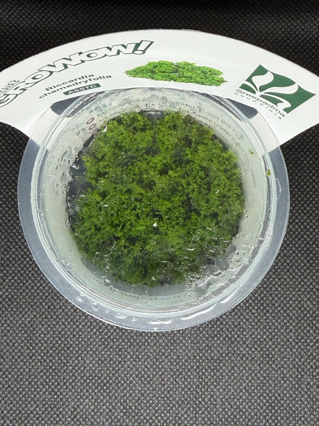 Riccardia chamedryfolia – Tissue Culture Aquarium Plant | Mid | Live Aquascape Cup | MoarPlants
