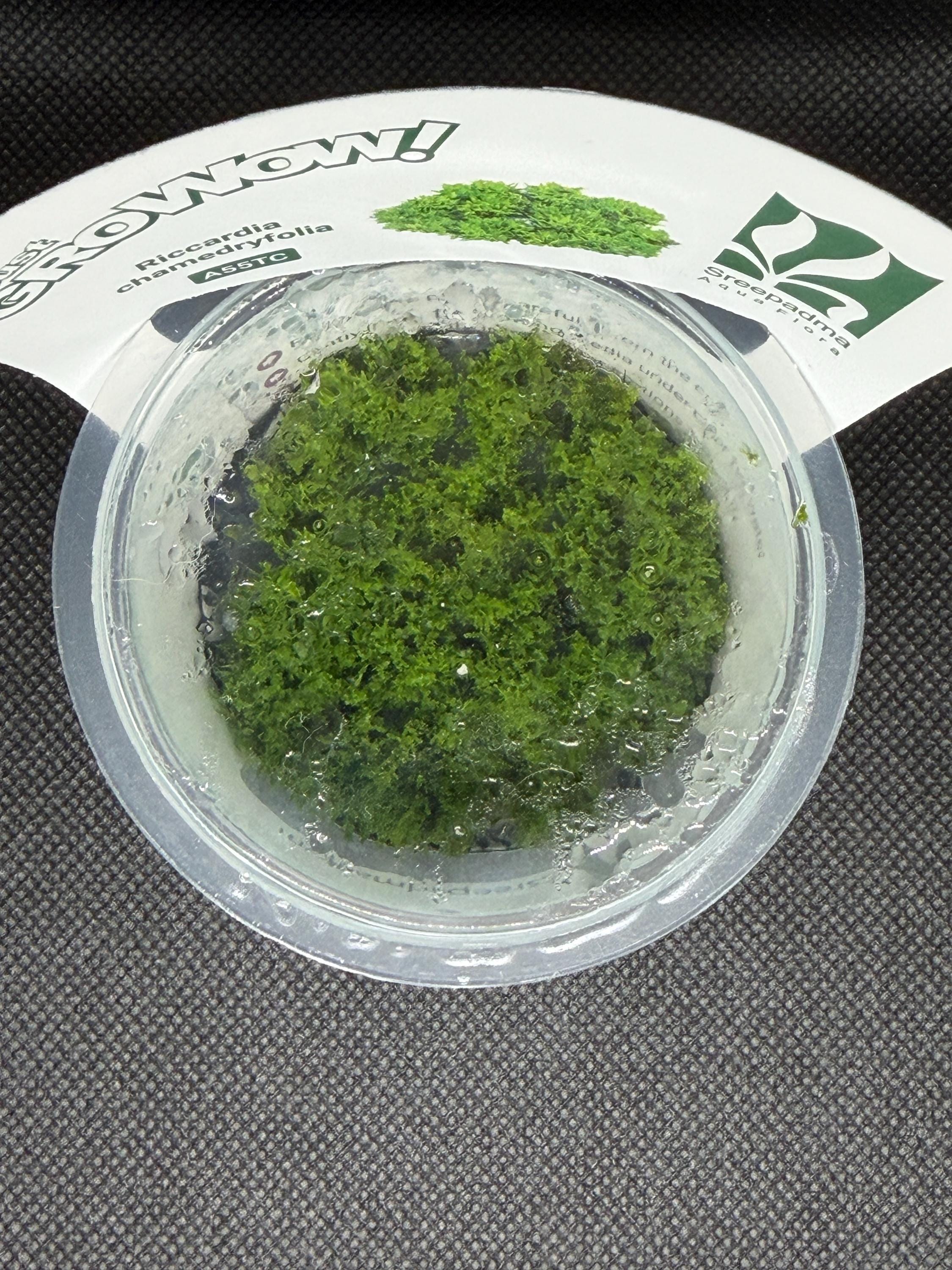 Riccardia chamedryfolia – Tissue Culture Aquarium Plant | Mid | Live Aquascape Cup | MoarPlants