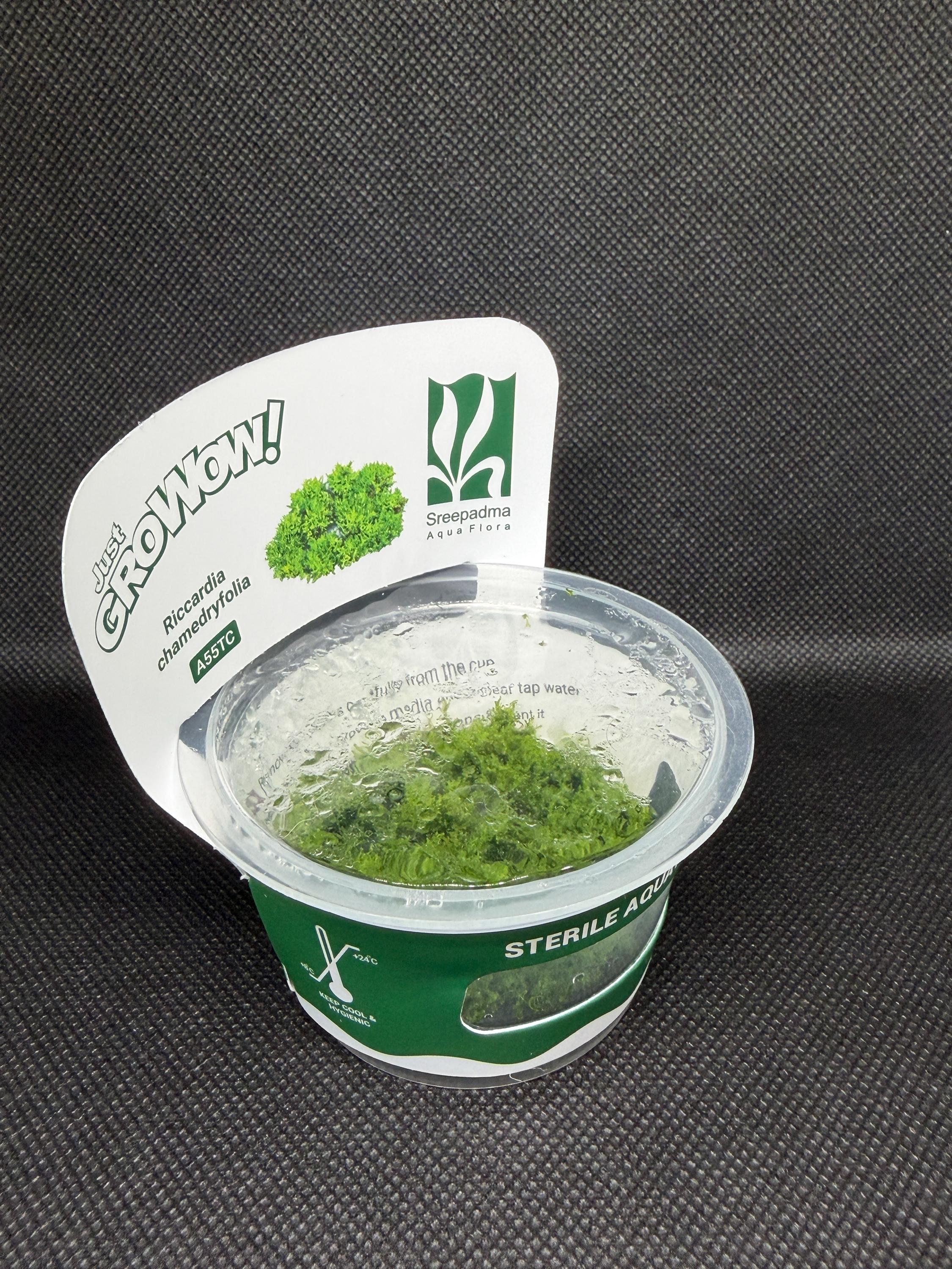 Riccardia chamedryfolia – Tissue Culture Aquarium Plant | Mid | Live Aquascape Cup | MoarPlants