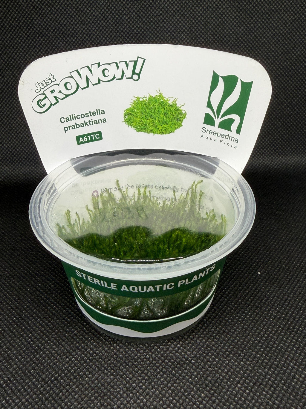 Callicostella prabaktiana – Tissue Culture Aquarium Plant | Moss | Mid | Live Aquascape Cup | MoarPlants