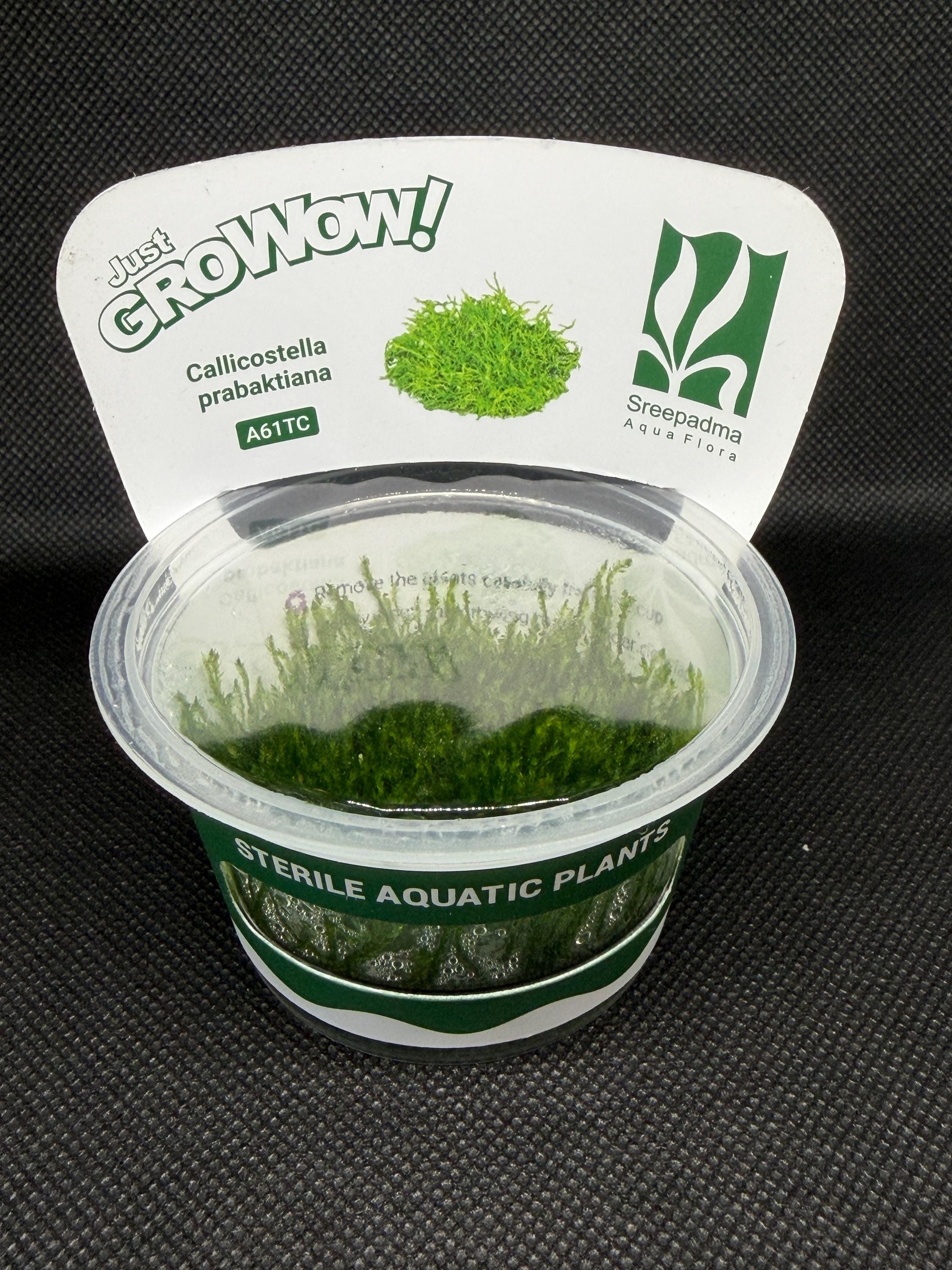 Callicostella prabaktiana – Tissue Culture Aquarium Plant | Moss | Mid | Live Aquascape Cup | MoarPlants