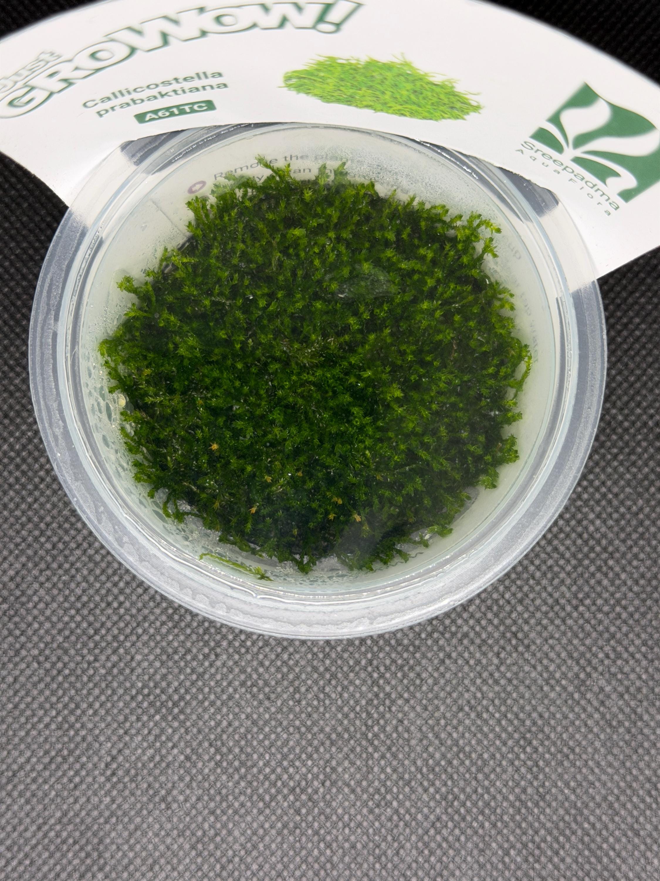 Callicostella prabaktiana – Tissue Culture Aquarium Plant | Moss | Mid | Live Aquascape Cup | MoarPlants