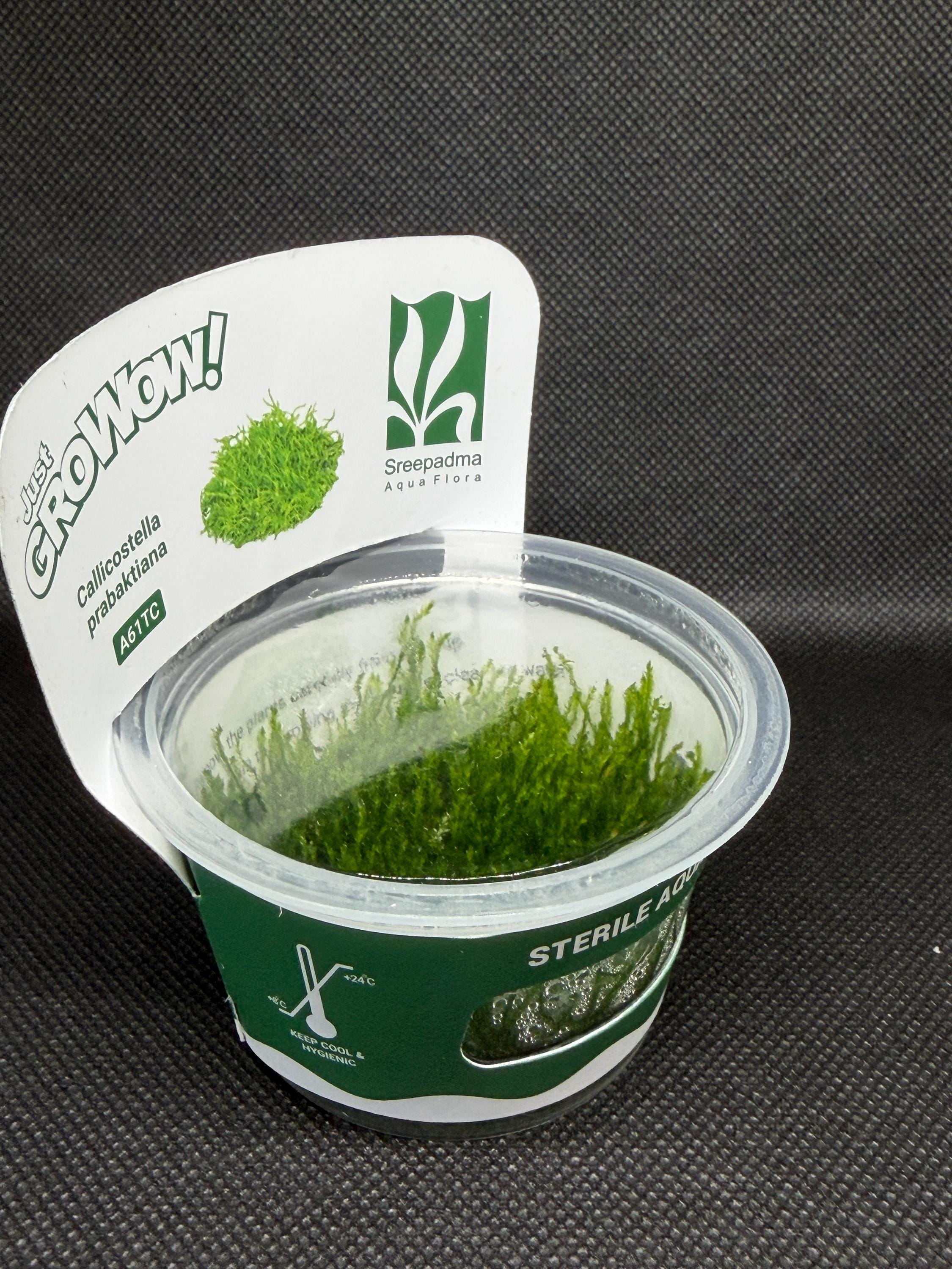 Callicostella prabaktiana – Tissue Culture Aquarium Plant | Moss | Mid | Live Aquascape Cup | MoarPlants