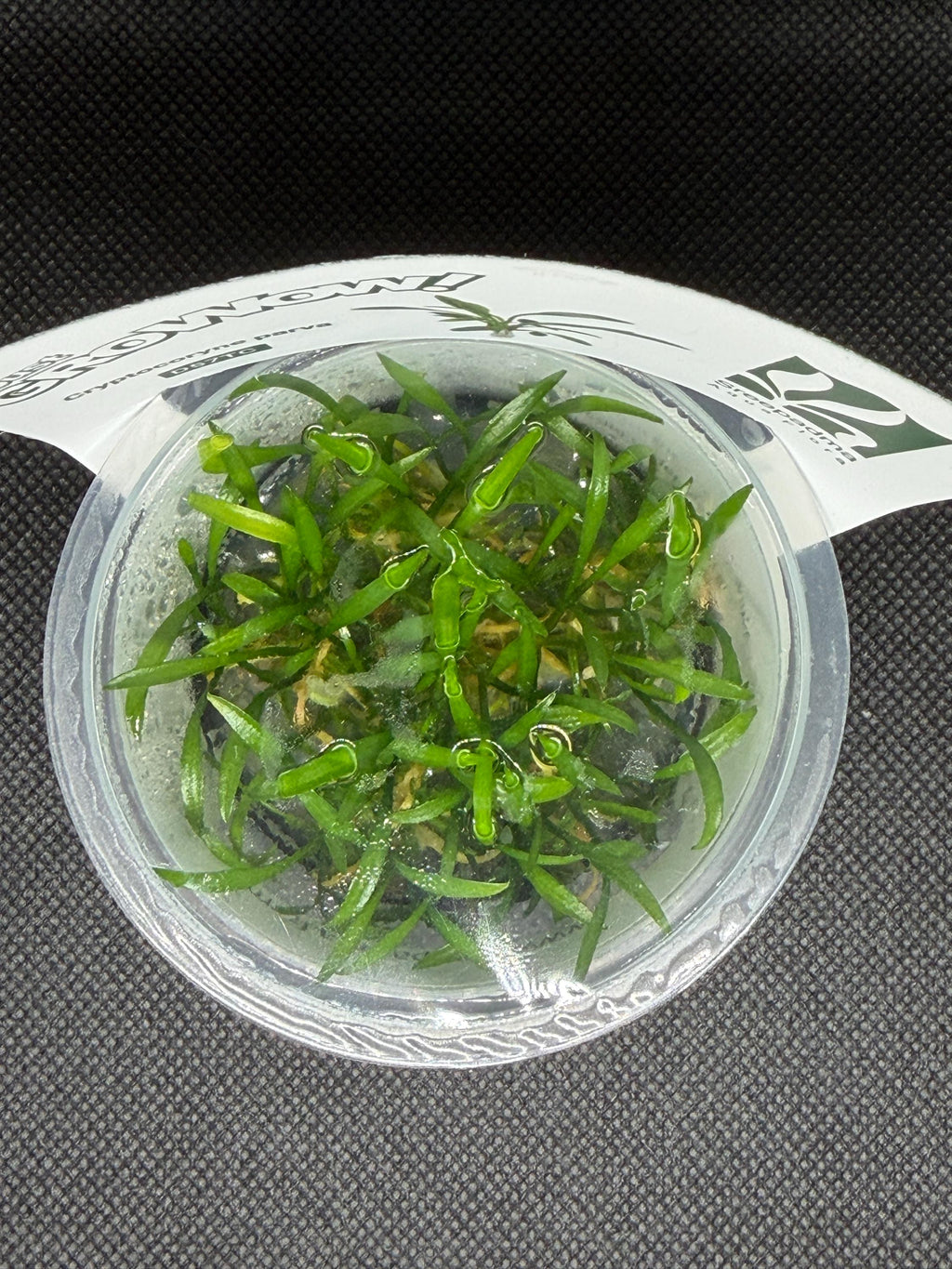 Cryptocoryne parva – Tissue Culture Aquarium Plant | Midground | Live Aquascape Cup | MoarPlants