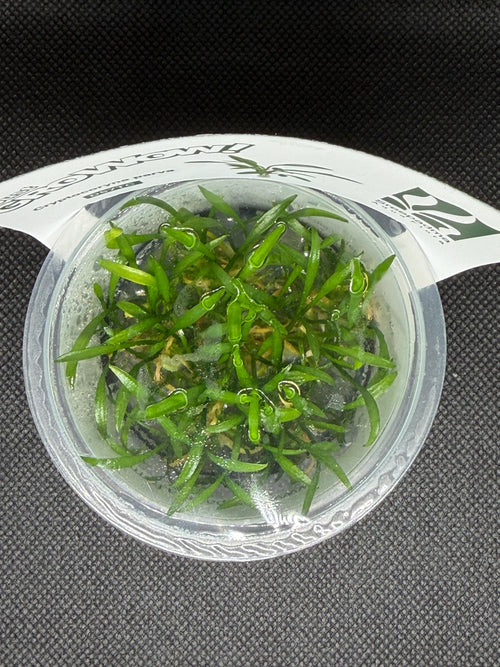 Cryptocoryne parva – Tissue Culture Aquarium Plant | Midground | Live Aquascape Cup | MoarPlants