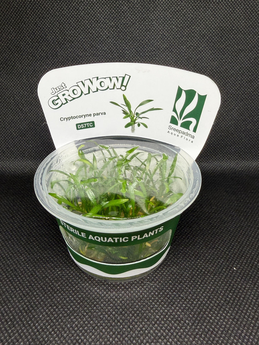 Cryptocoryne parva – Tissue Culture Aquarium Plant | Midground | Live Aquascape Cup | MoarPlants