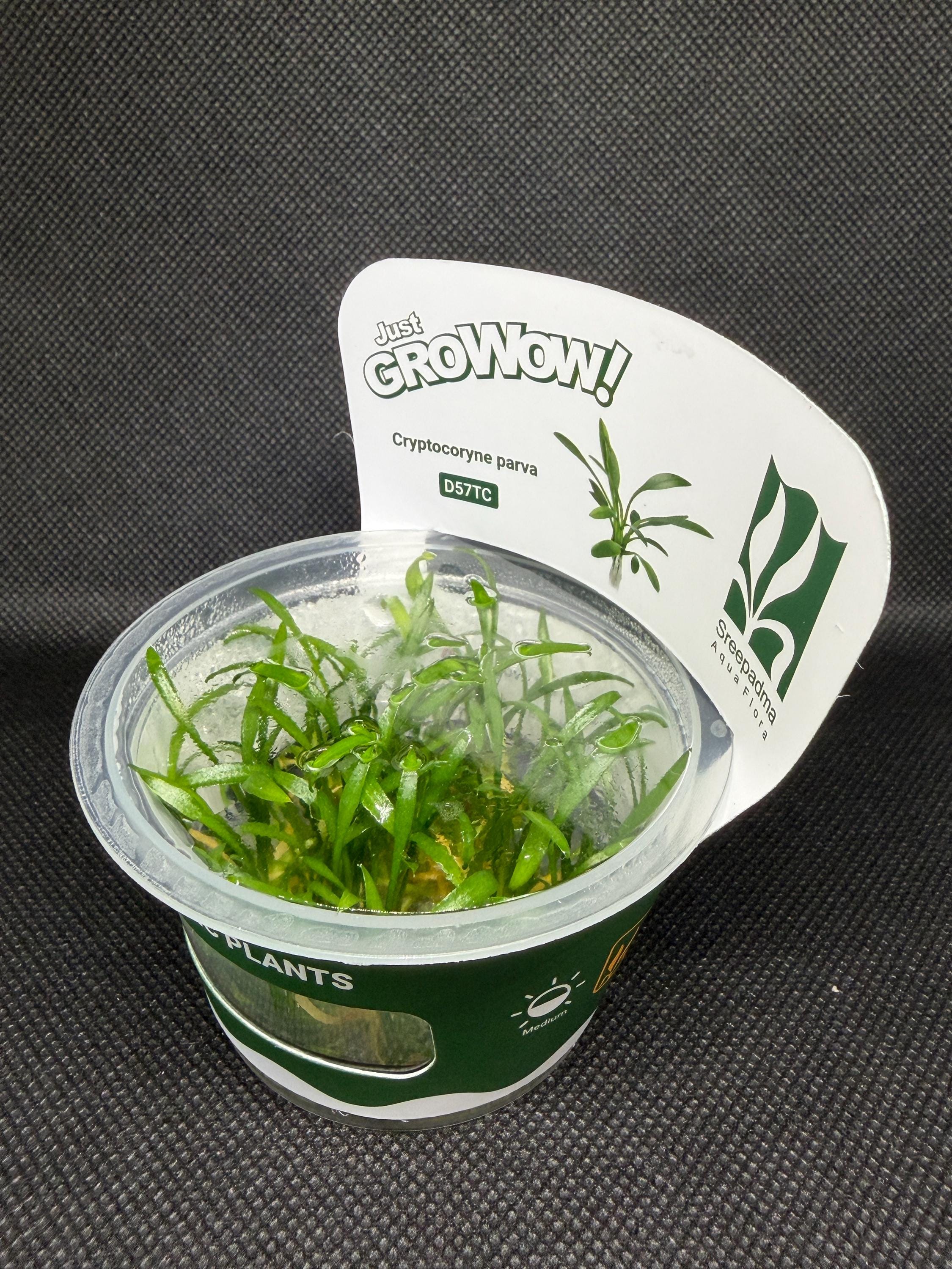 Cryptocoryne parva – Tissue Culture Aquarium Plant | Midground | Live Aquascape Cup | MoarPlants