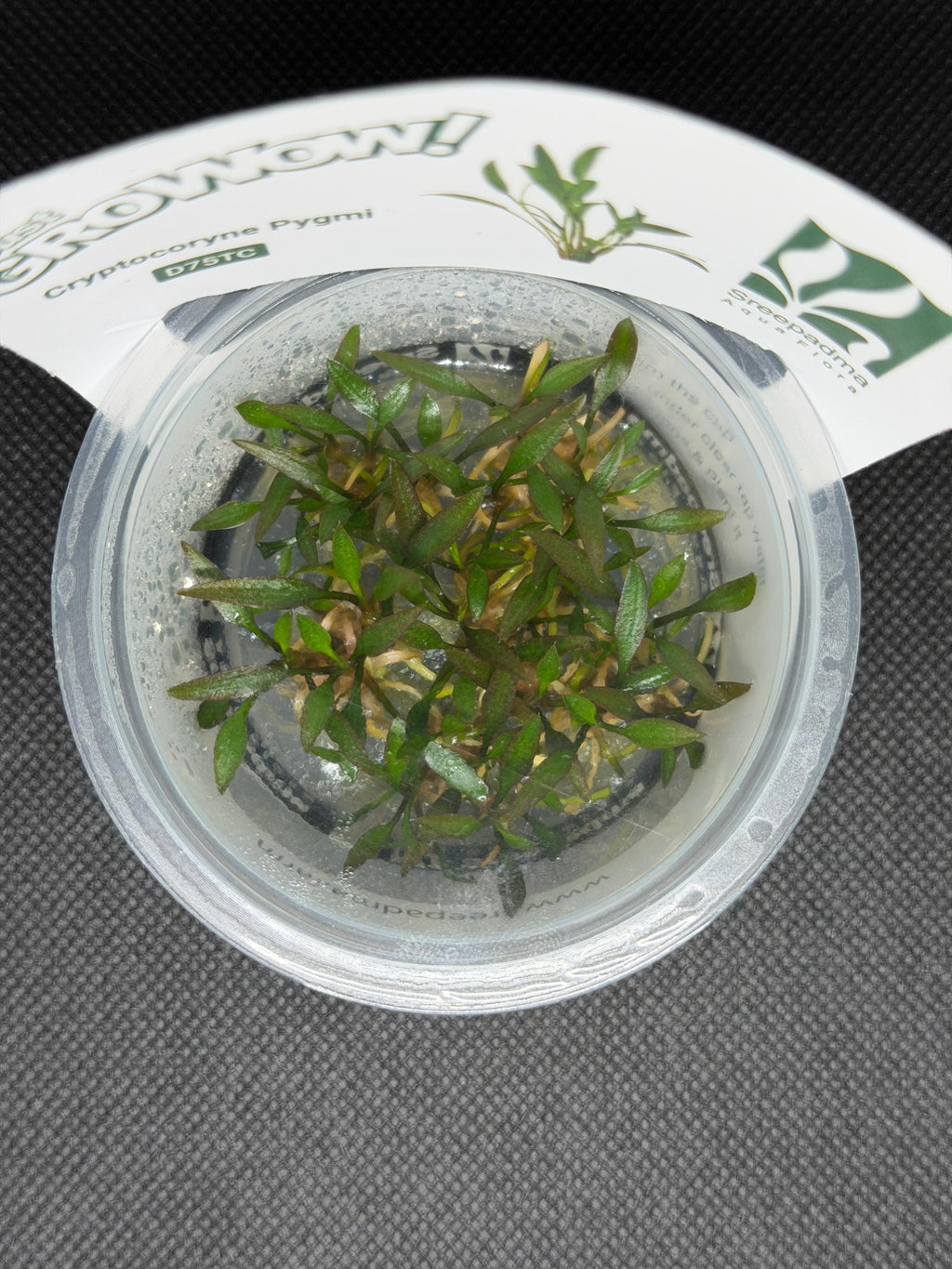 Cryptocoryne pygmi – Tissue Culture Aquarium Plant | Midground | Live Aquascape Cup | MoarPlants