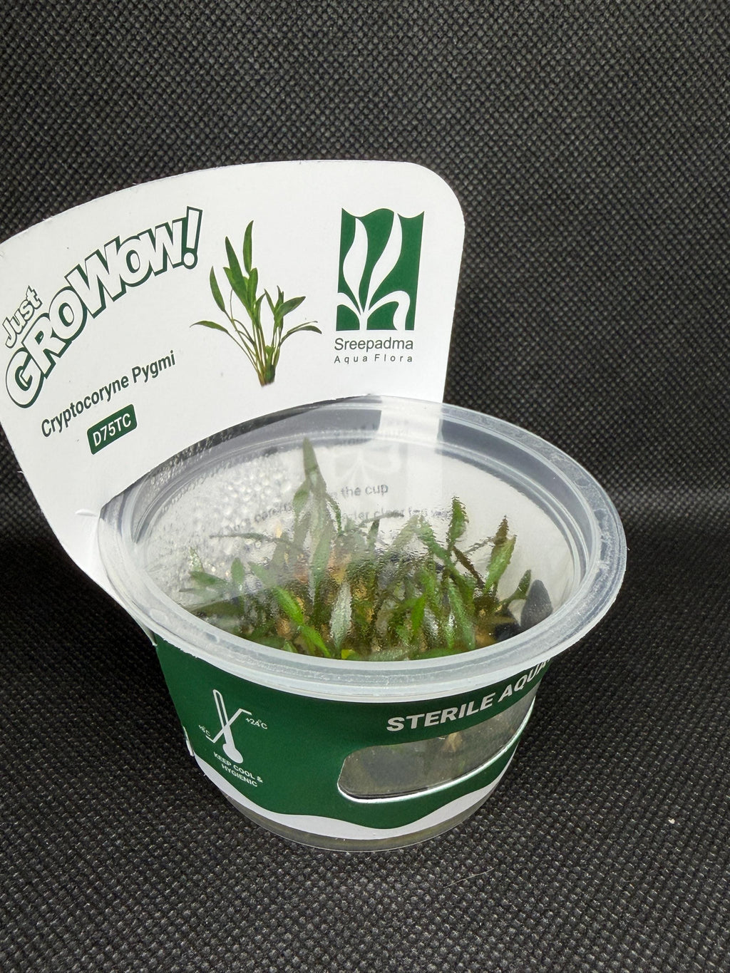 Cryptocoryne pygmi – Tissue Culture Aquarium Plant | Midground | Live Aquascape Cup | MoarPlants