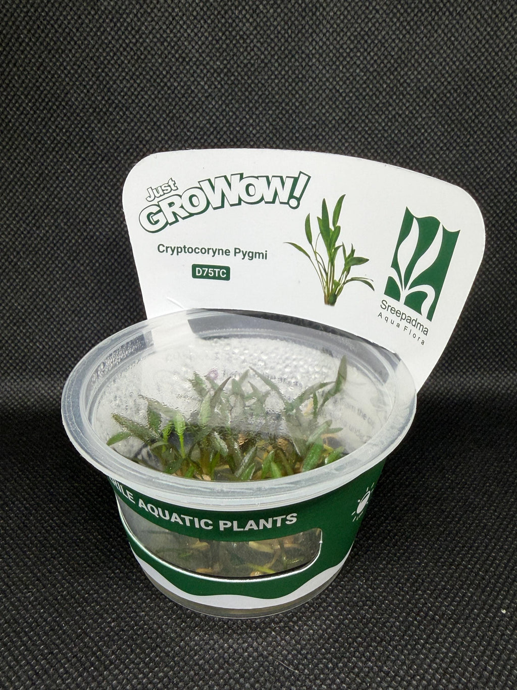 Cryptocoryne pygmi – Tissue Culture Aquarium Plant | Midground | Live Aquascape Cup | MoarPlants