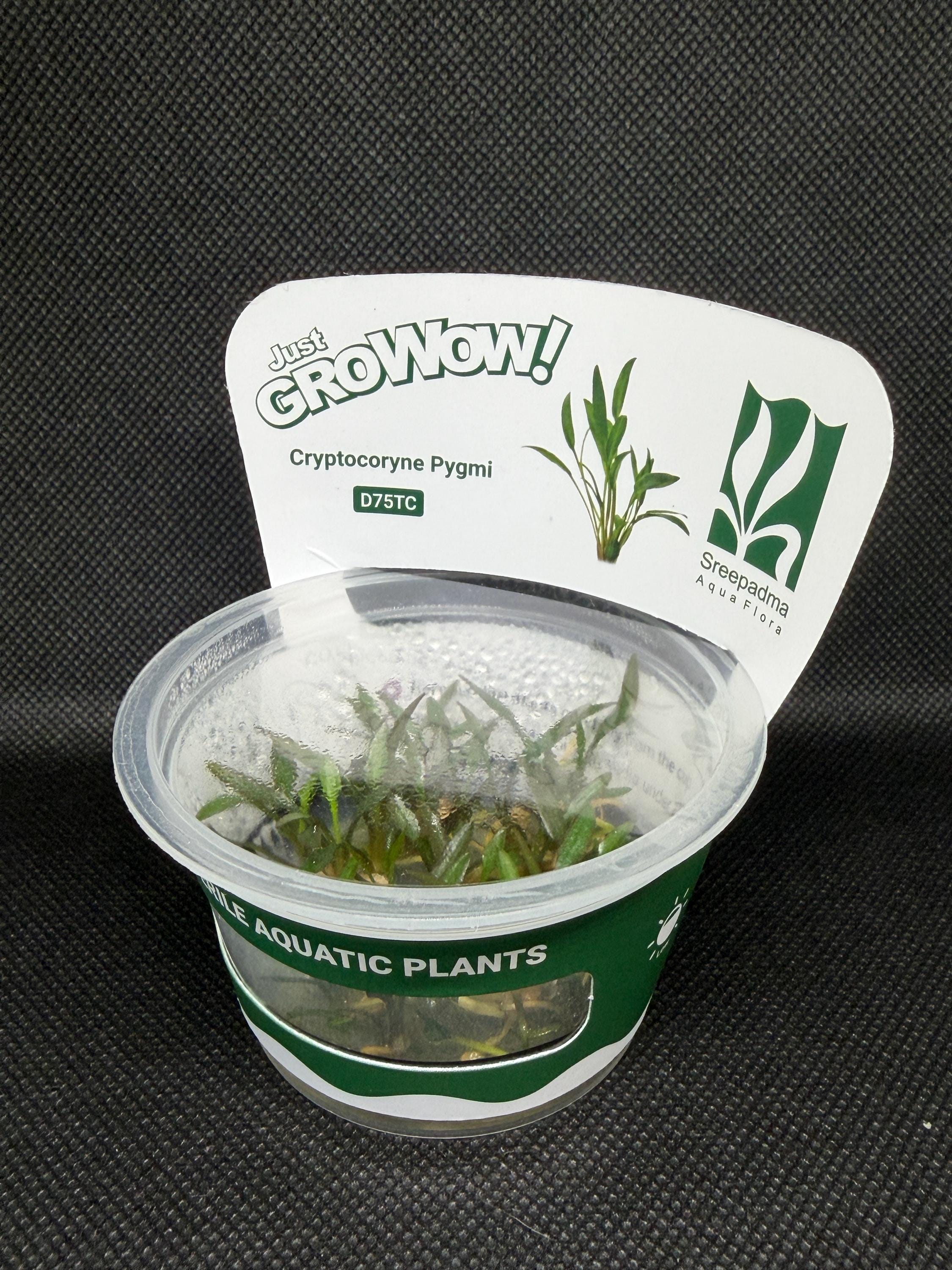 Cryptocoryne pygmi – Tissue Culture Aquarium Plant | Midground | Live Aquascape Cup | MoarPlants