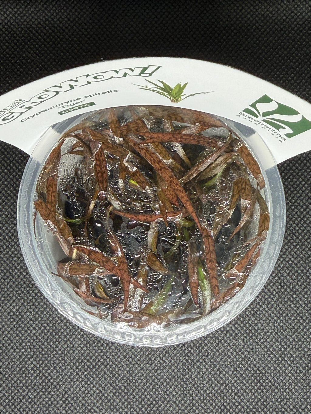 Cryptocoryne spiralis 'Tiger' – Tissue Culture Aquarium Plant | Midground | Live Aquascape Cup | MoarPlants
