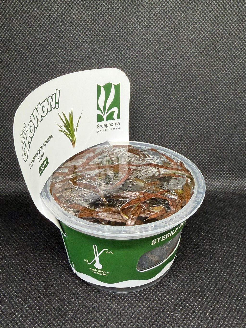Cryptocoryne spiralis 'Tiger' – Tissue Culture Aquarium Plant | Midground | Live Aquascape Cup | MoarPlants