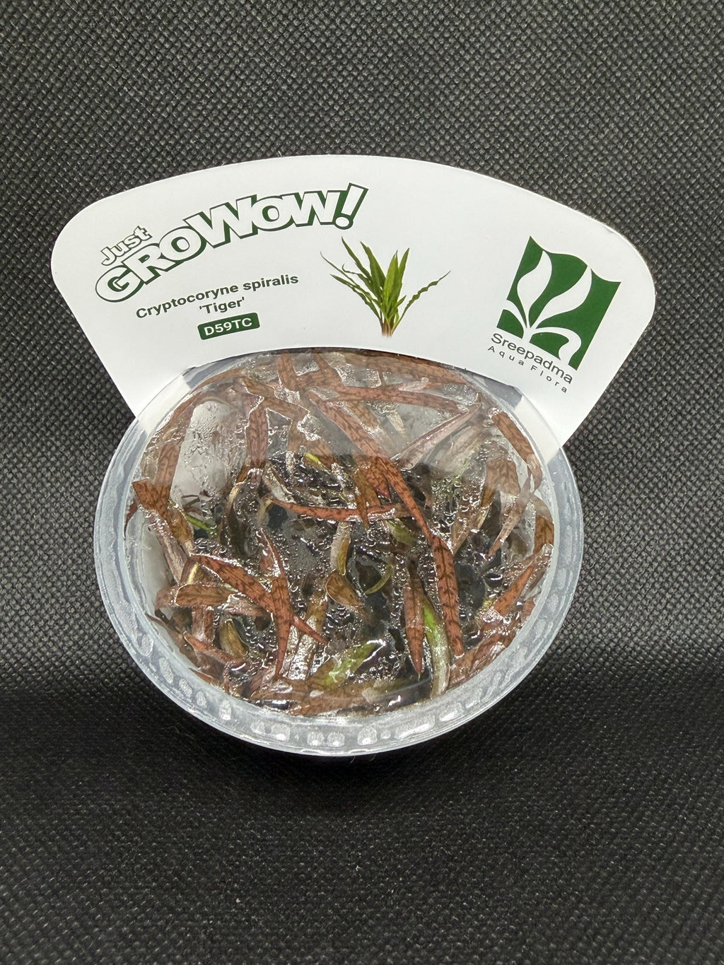 Cryptocoryne spiralis 'Tiger' – Tissue Culture Aquarium Plant | Midground | Live Aquascape Cup | MoarPlants