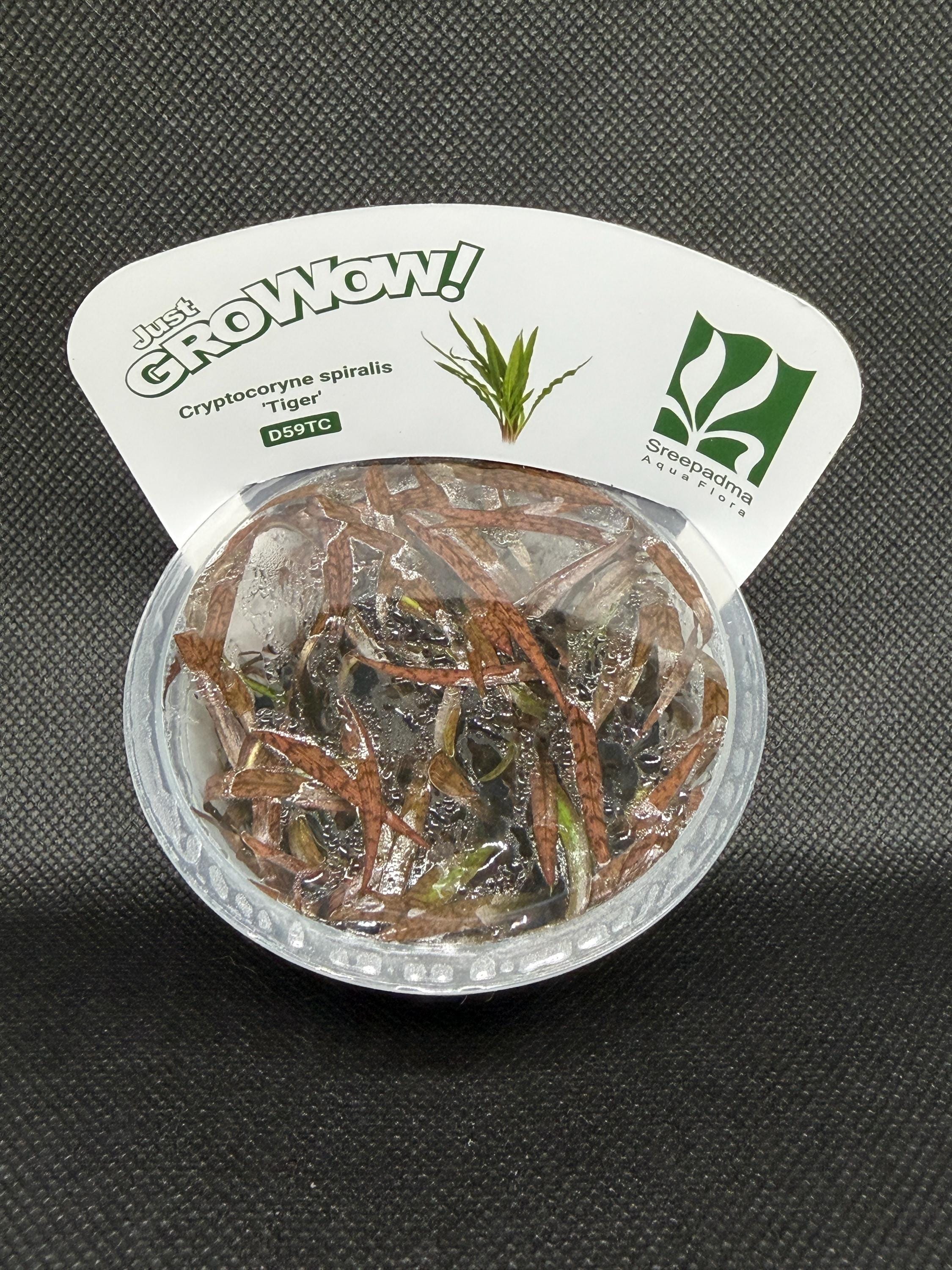 Cryptocoryne spiralis 'Tiger' – Tissue Culture Aquarium Plant | Midground | Live Aquascape Cup | MoarPlants