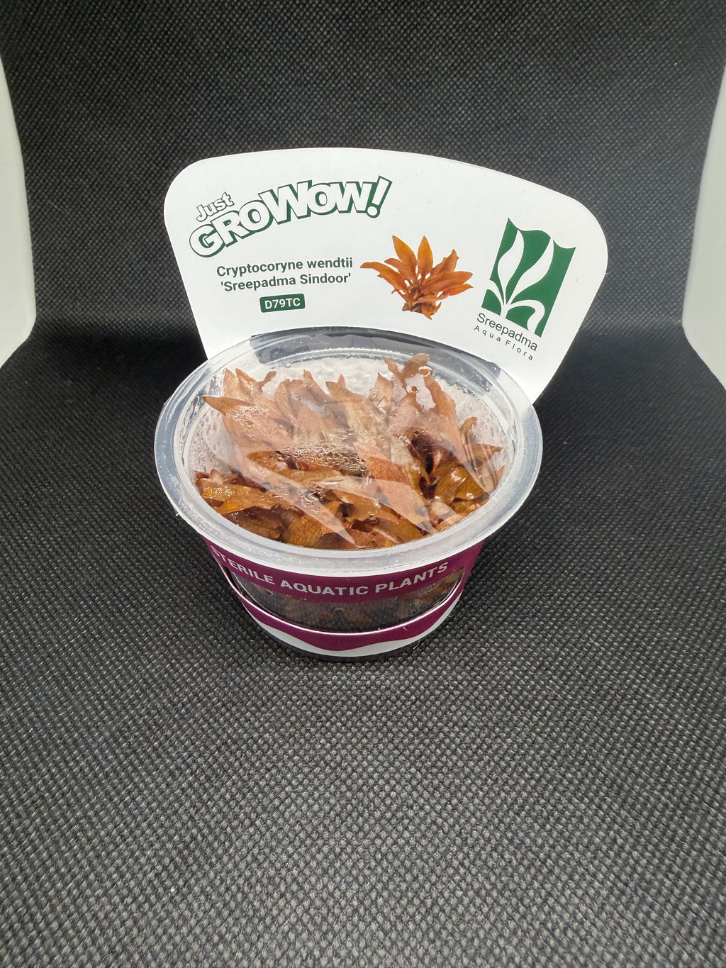 Cryptocoryne wendtii 'Sreepadma sindoor' – Tissue Culture Aquarium Plant | Midground| Rare | Live Aquascape Cup | MoarPlants