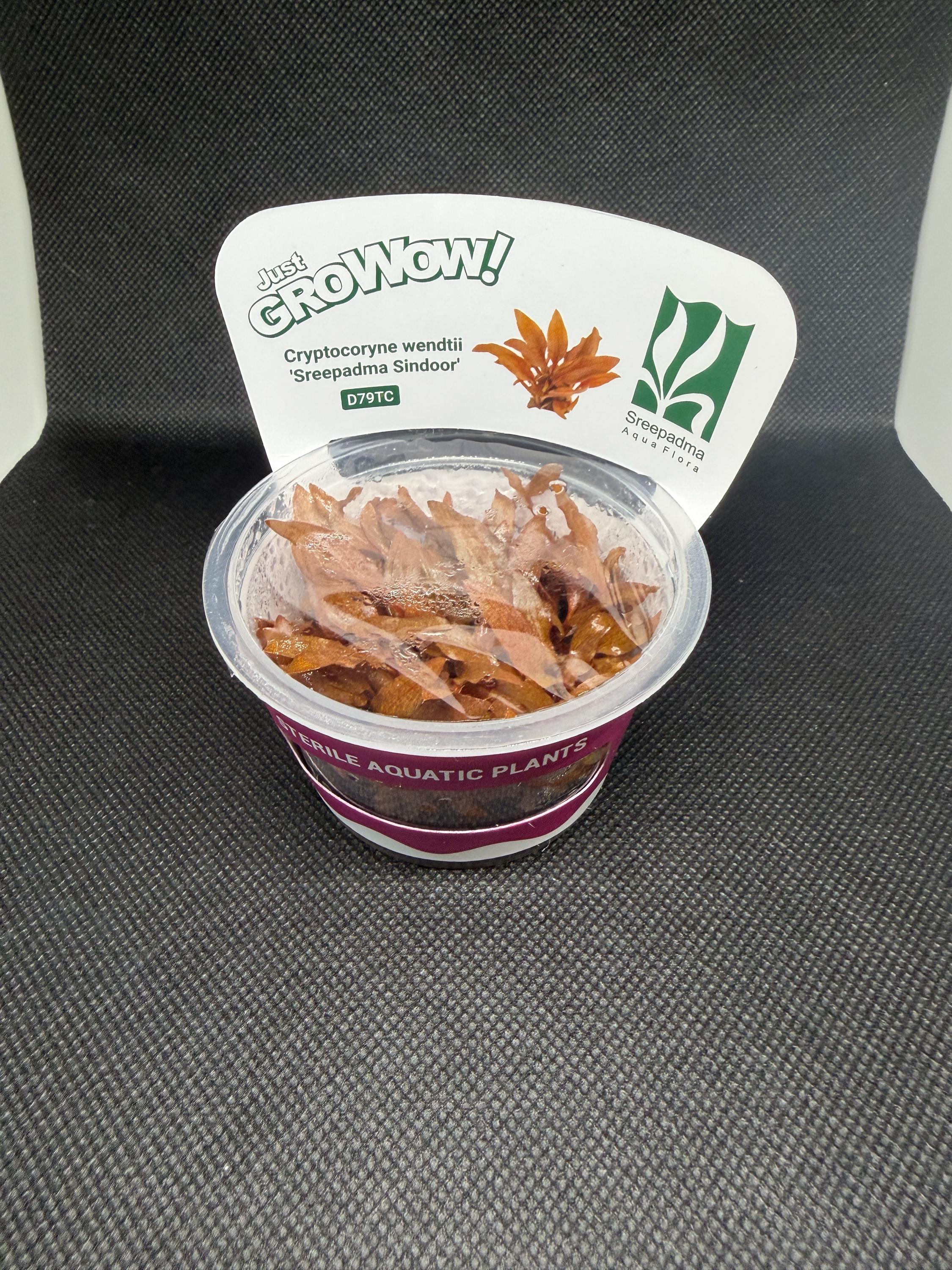 Cryptocoryne wendtii 'Sreepadma sindoor' – Tissue Culture Aquarium Plant | Midground| Rare | Live Aquascape Cup | MoarPlants