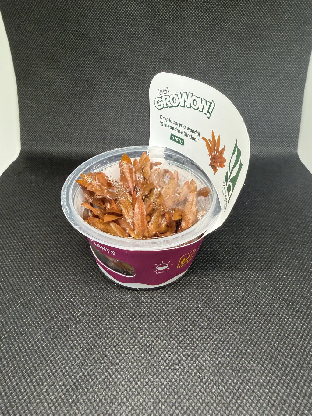 Cryptocoryne wendtii 'Sreepadma sindoor' – Tissue Culture Aquarium Plant | Midground| Rare | Live Aquascape Cup | MoarPlants