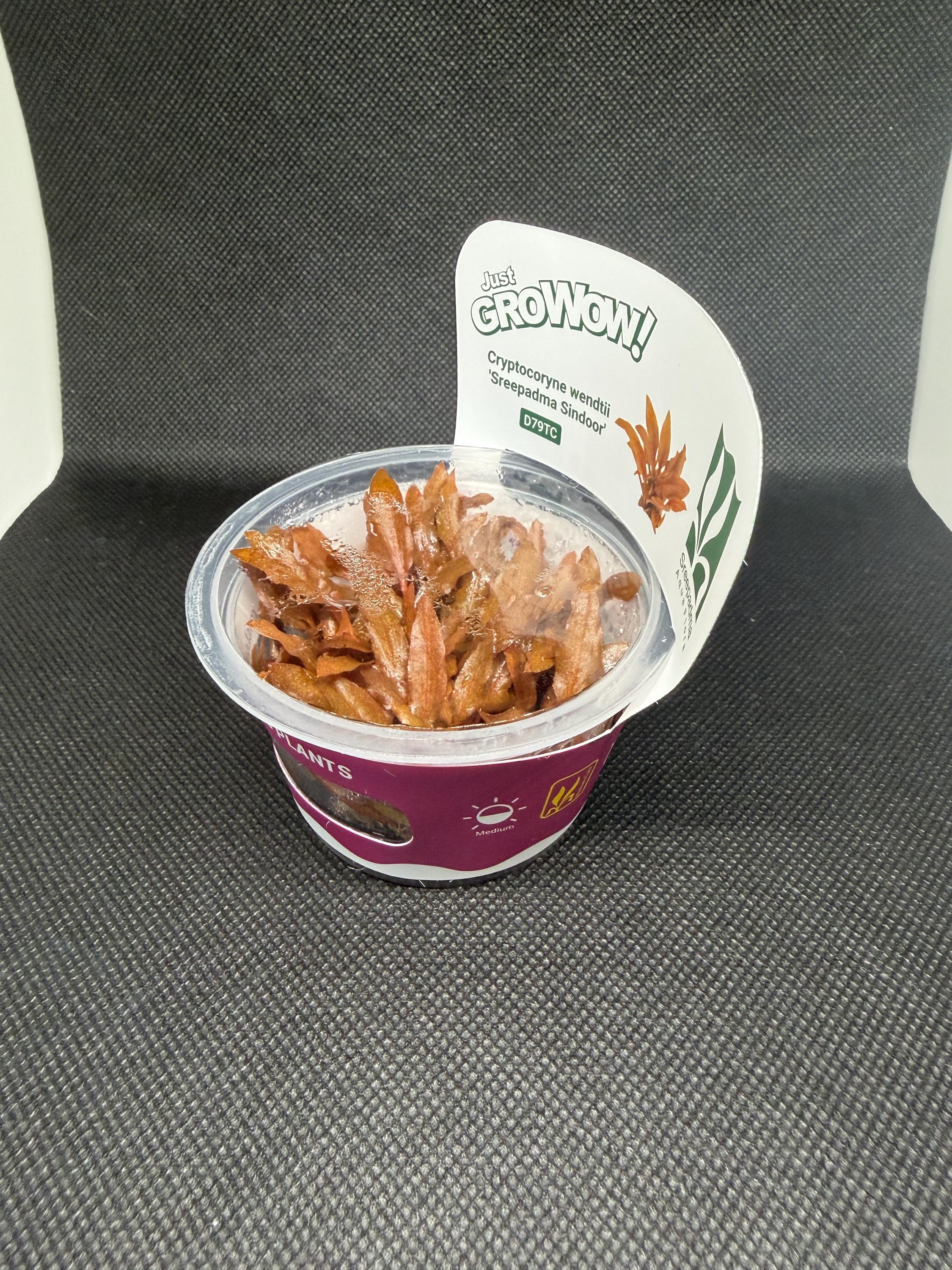 Cryptocoryne wendtii 'Sreepadma sindoor' – Tissue Culture Aquarium Plant | Midground| Rare | Live Aquascape Cup | MoarPlants