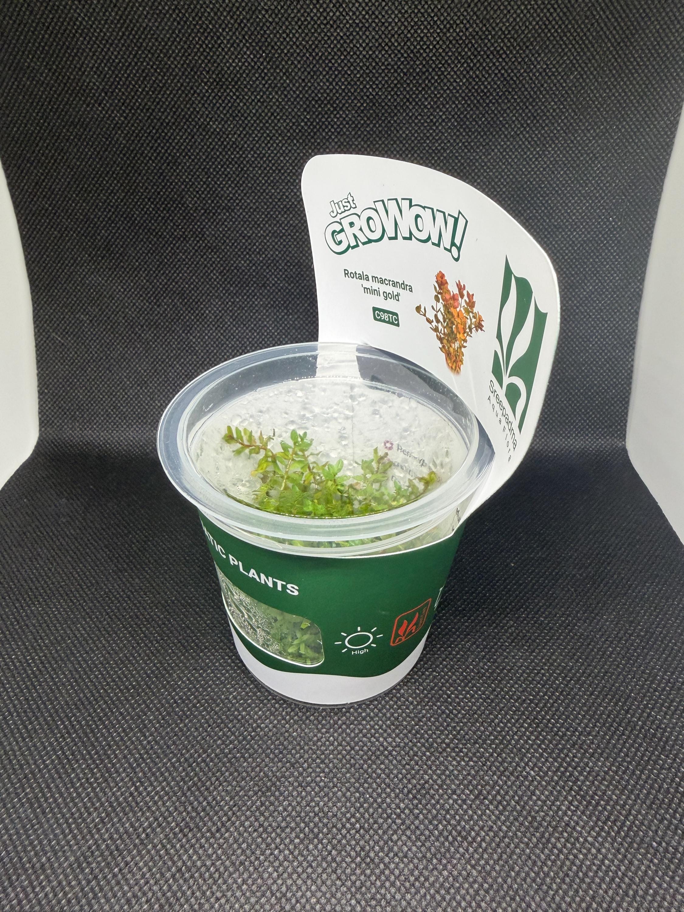 Rotala macrandra 'Mini gold' – Tissue Culture Aquarium Plant | Background (stem) | Live Aquascape Cup | MoarPlants