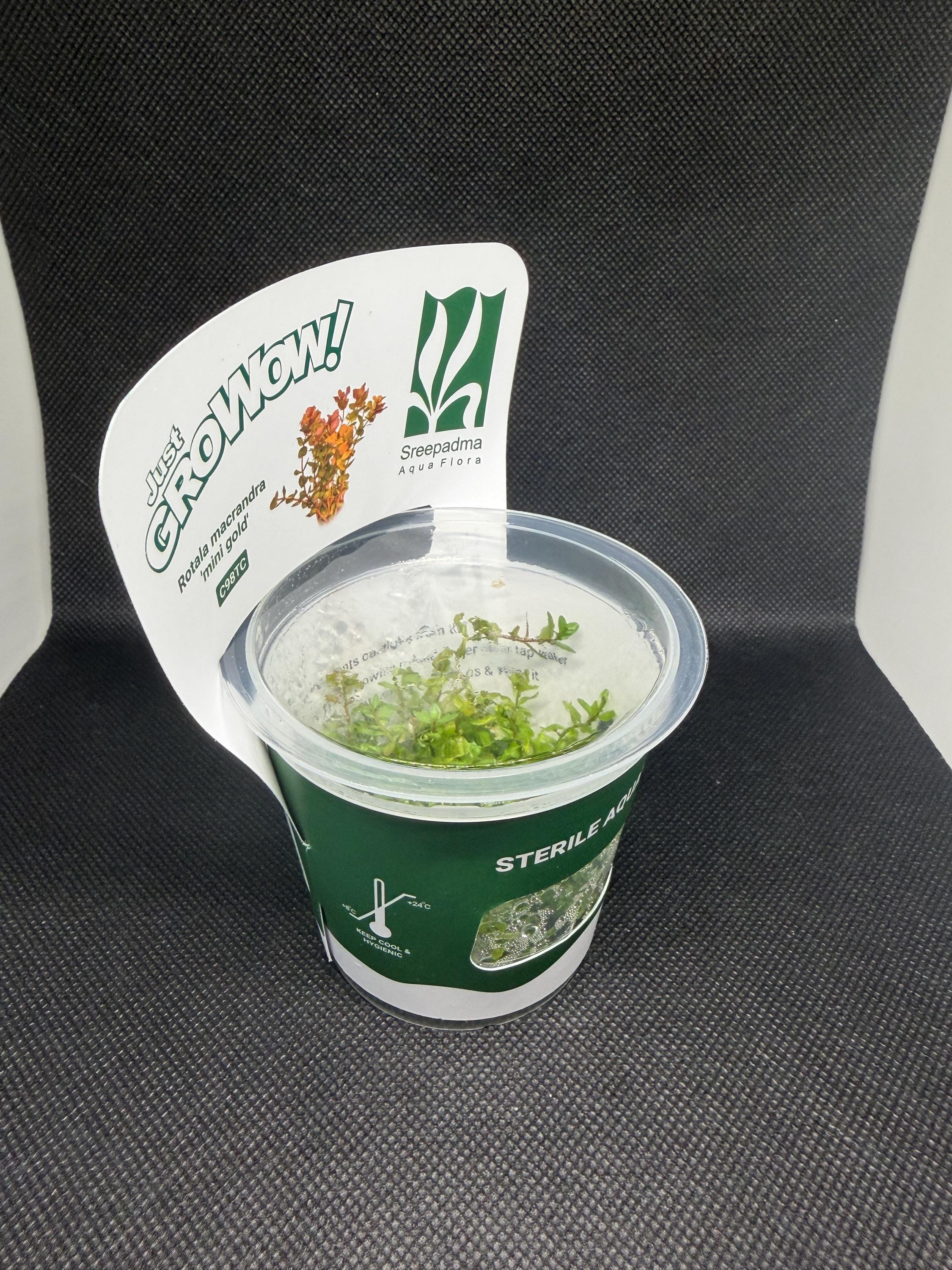 Rotala macrandra 'Mini gold' – Tissue Culture Aquarium Plant | Background (stem) | Live Aquascape Cup | MoarPlants