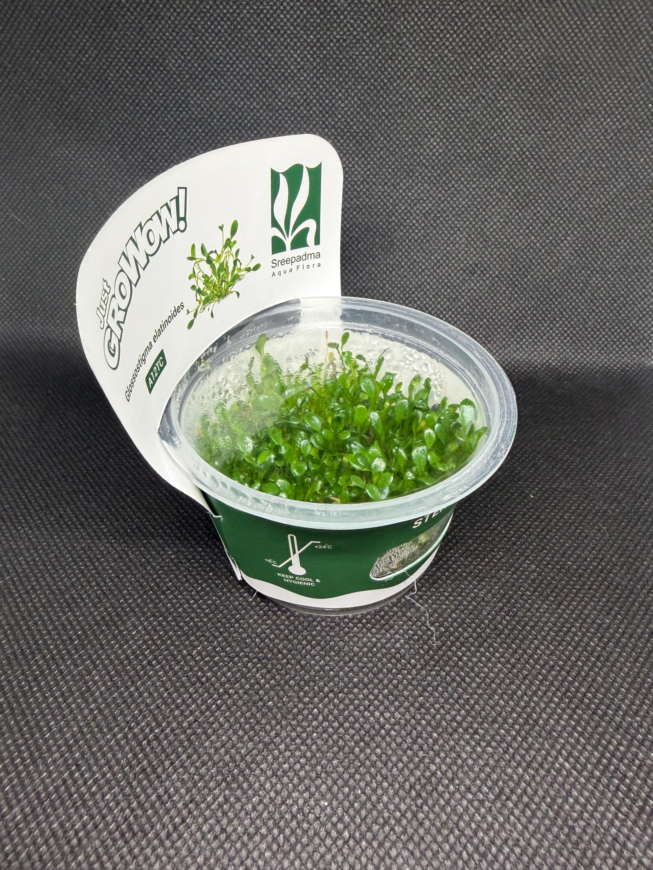 Glossostigma elatinoides – Tissue Culture Aquarium Plant | Foreground | Live Aquascape Cup | MoarPlants
