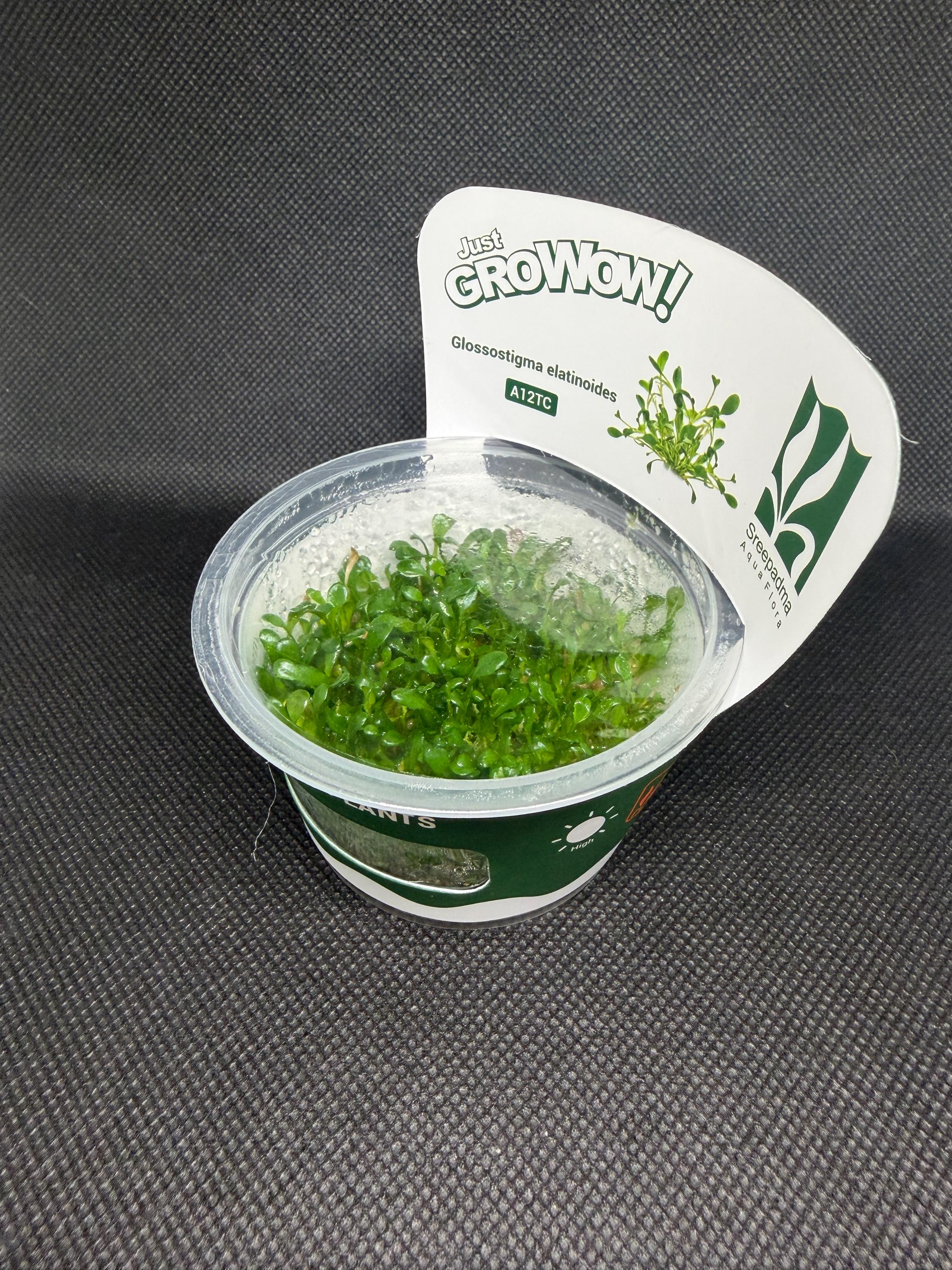 Glossostigma elatinoides – Tissue Culture Aquarium Plant | Foreground | Live Aquascape Cup | MoarPlants