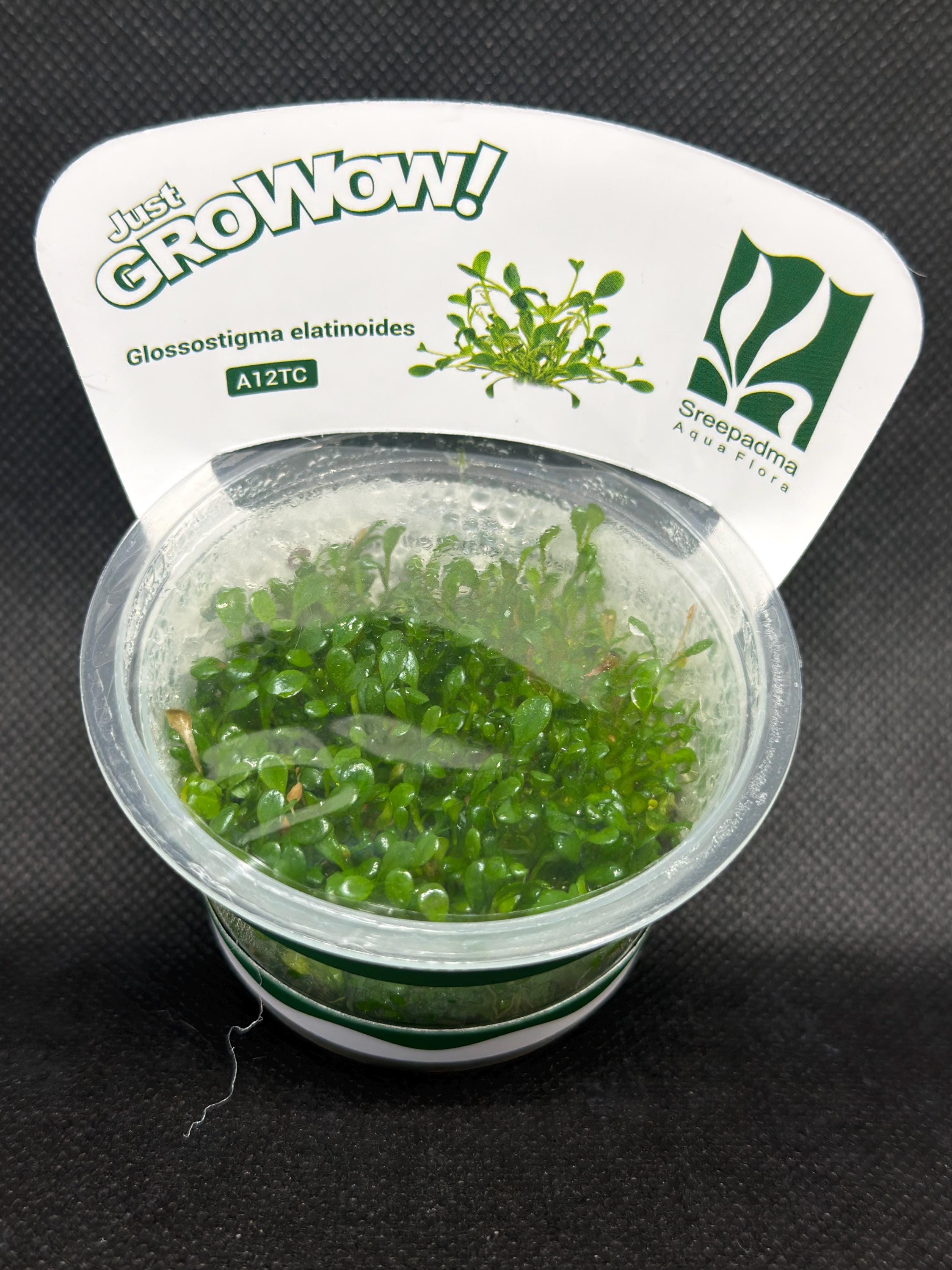 Glossostigma elatinoides – Tissue Culture Aquarium Plant | Foreground | Live Aquascape Cup | MoarPlants