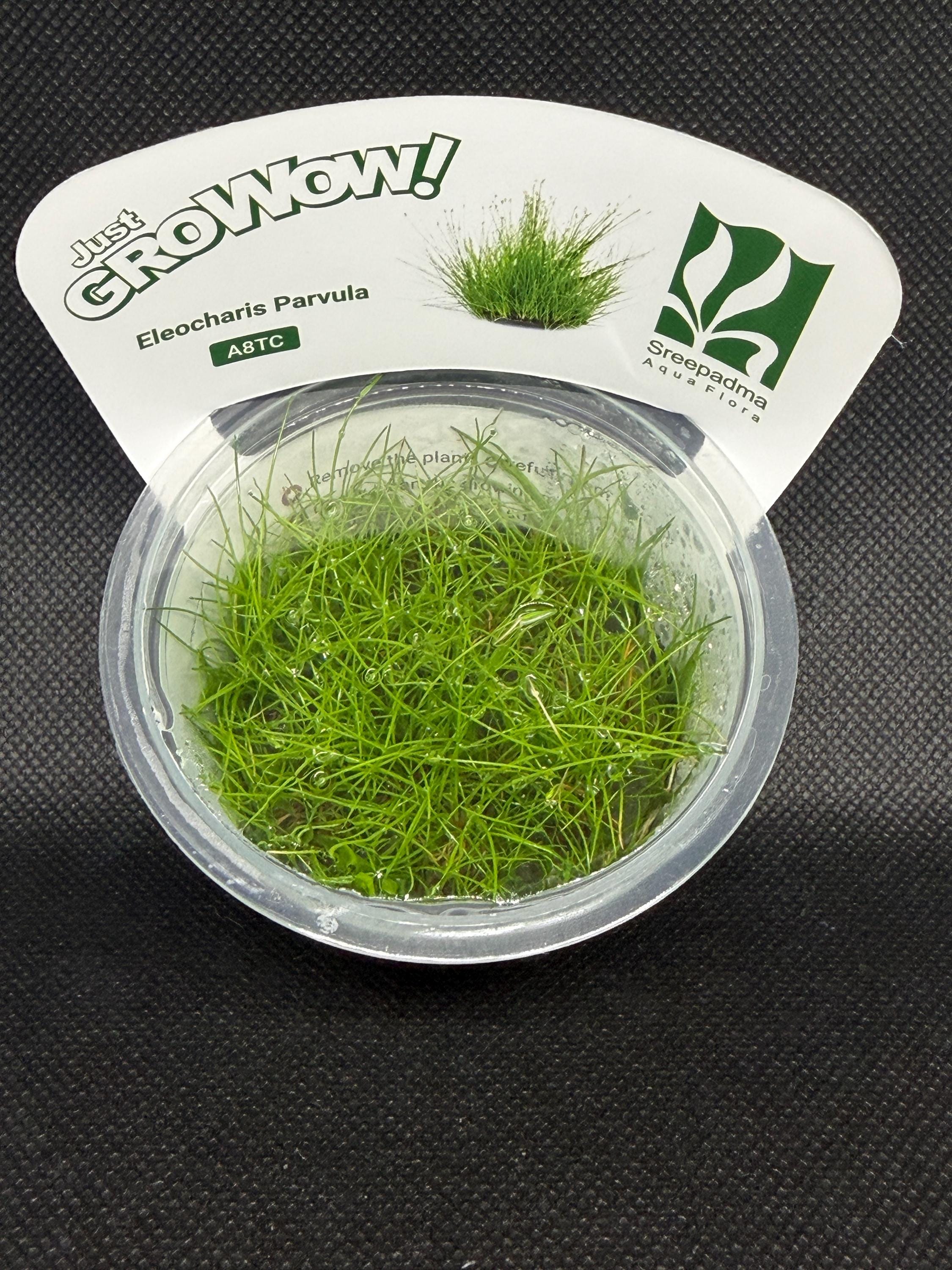 Eleocharis parvula – Tissue Culture Aquarium Plant | Foreground | Live Aquascape Cup | MoarPlants
