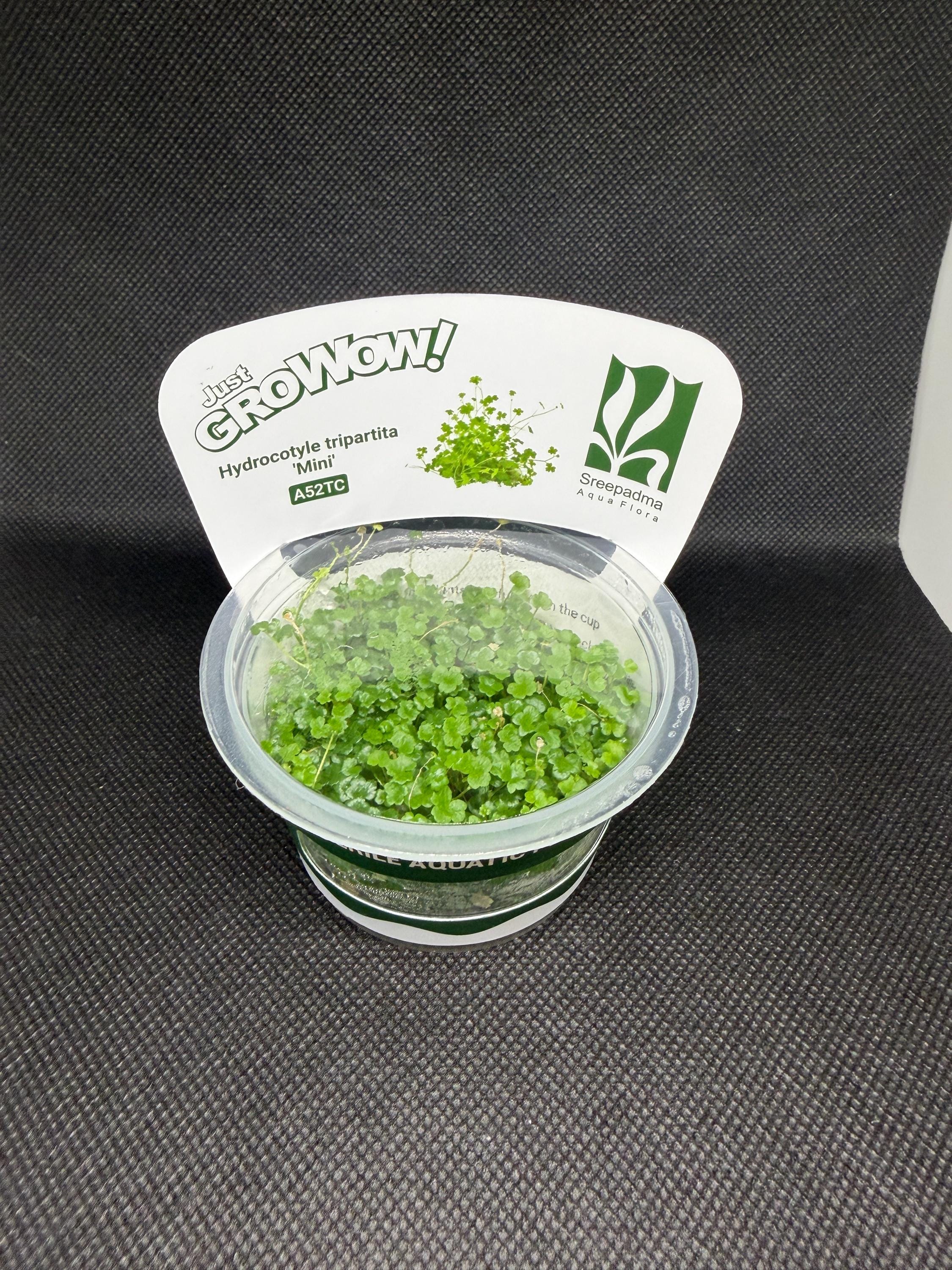 Hydrocotyle tripartita 'Mini' – Tissue Culture Aquarium Plant | Midground | Live Aquascape Cup | MoarPlants