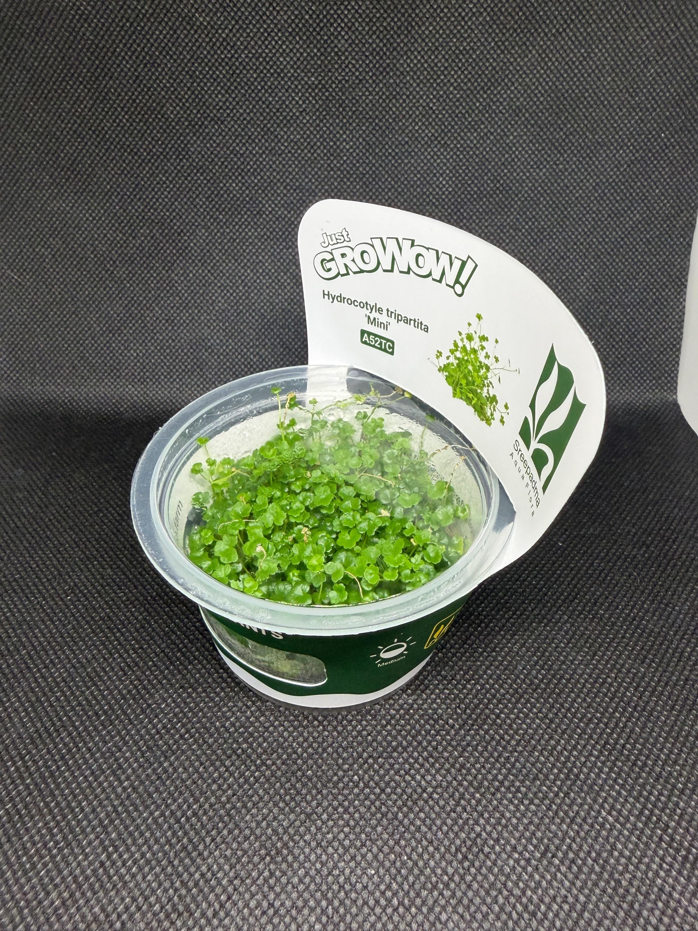 Hydrocotyle tripartita 'Mini' – Tissue Culture Aquarium Plant | Midground | Live Aquascape Cup | MoarPlants