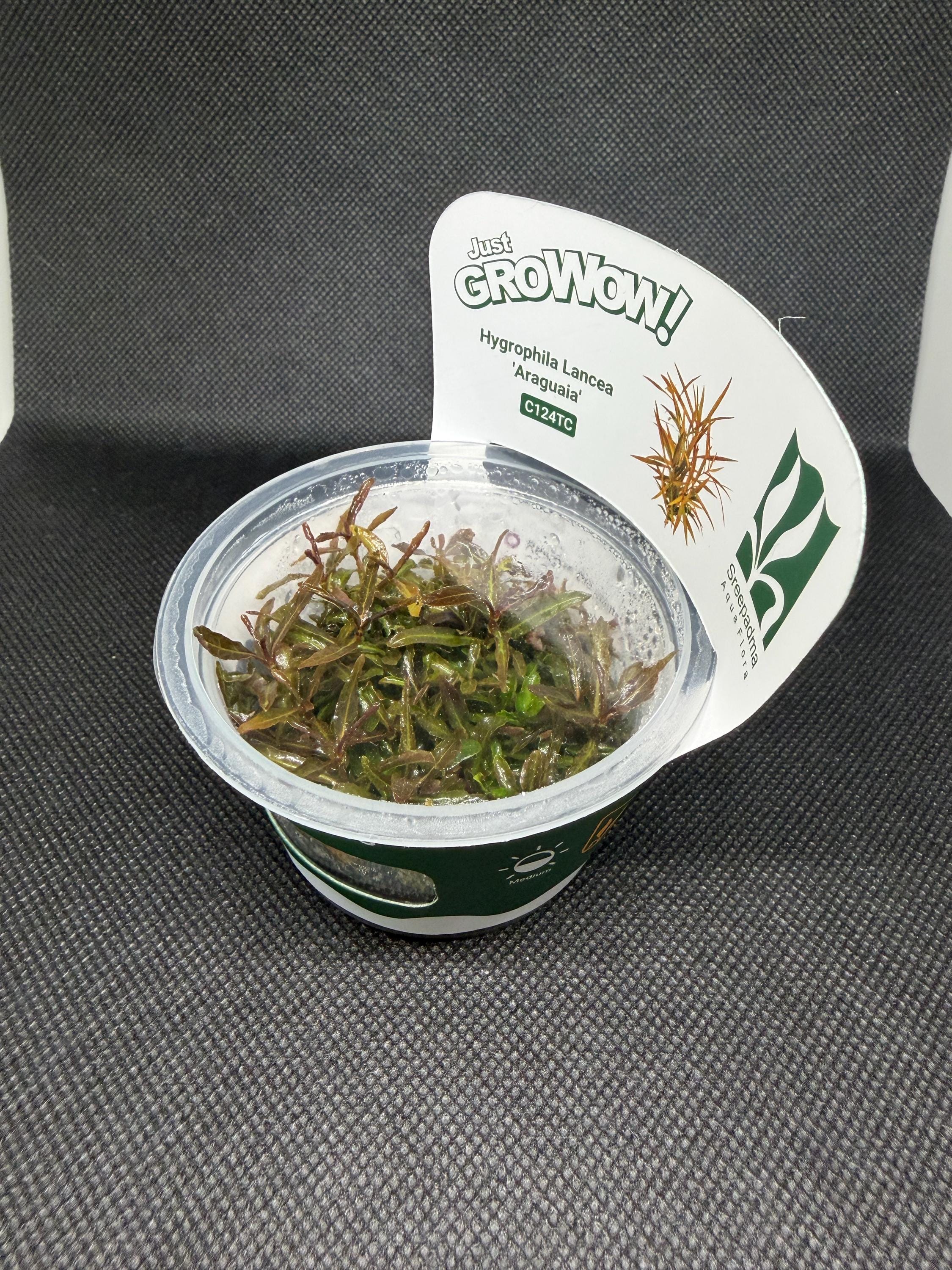 Hygrophila lancea 'Araguaia' – Tissue Culture Aquarium Plant | Midground | Live Aquascape Cup | MoarPlants