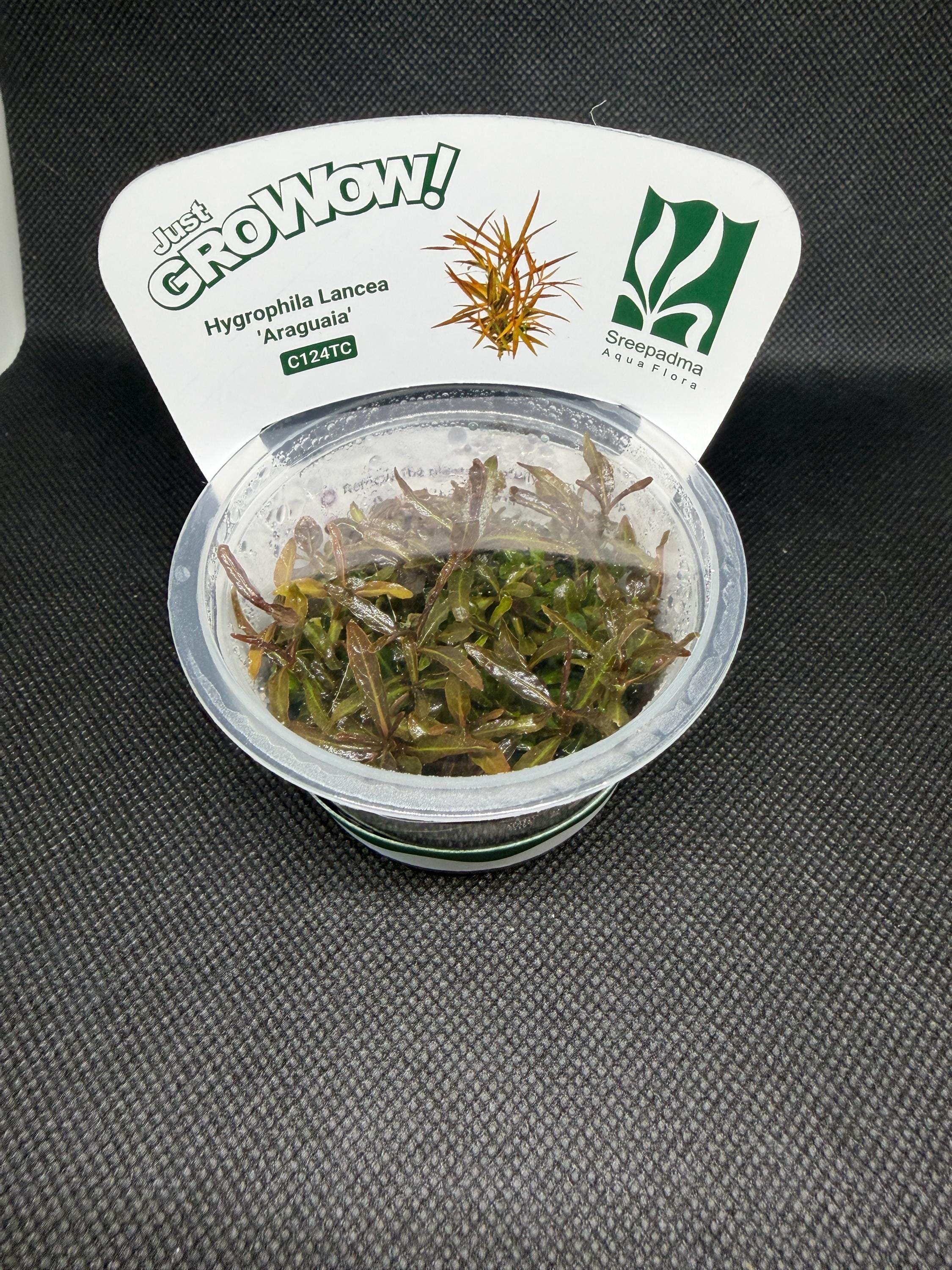 Hygrophila lancea 'Araguaia' – Tissue Culture Aquarium Plant | Midground | Live Aquascape Cup | MoarPlants