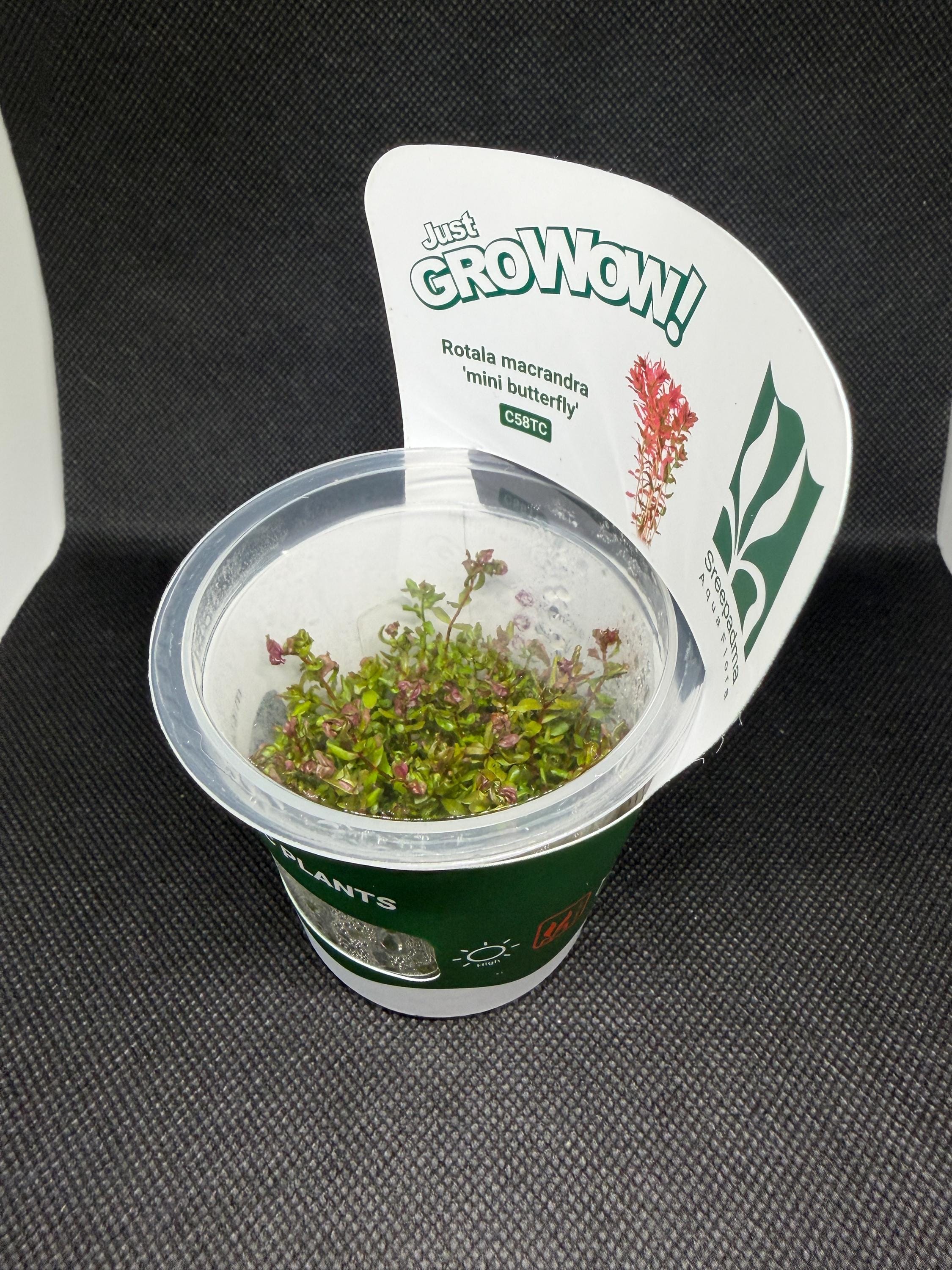 Rotala macrandra 'Mini butterfly' – Tissue Culture Aquarium Plant | Background (stem) | Live Aquascape Cup | MoarPlants