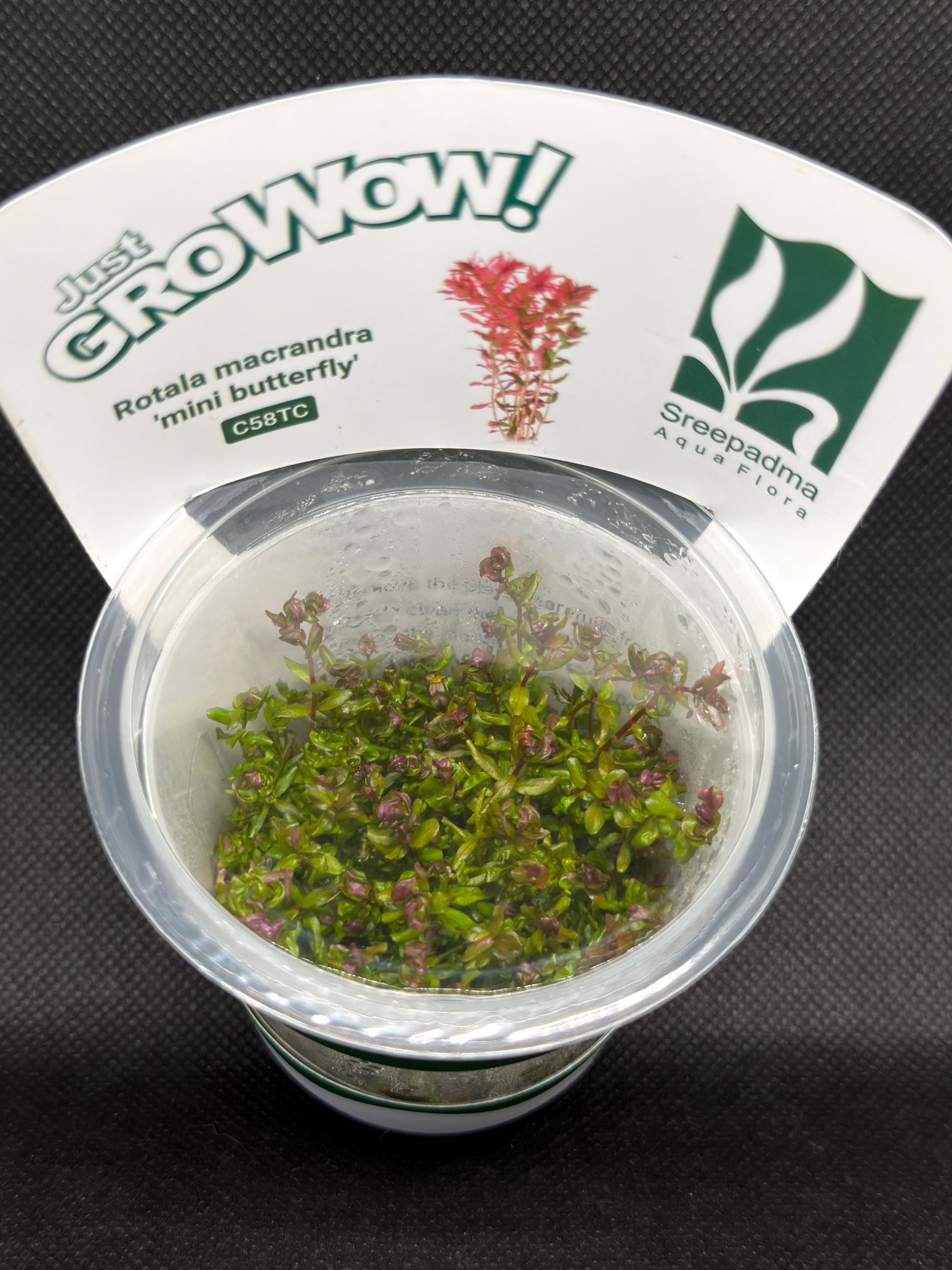 Rotala macrandra 'Mini butterfly' – Tissue Culture Aquarium Plant | Background (stem) | Live Aquascape Cup | MoarPlants