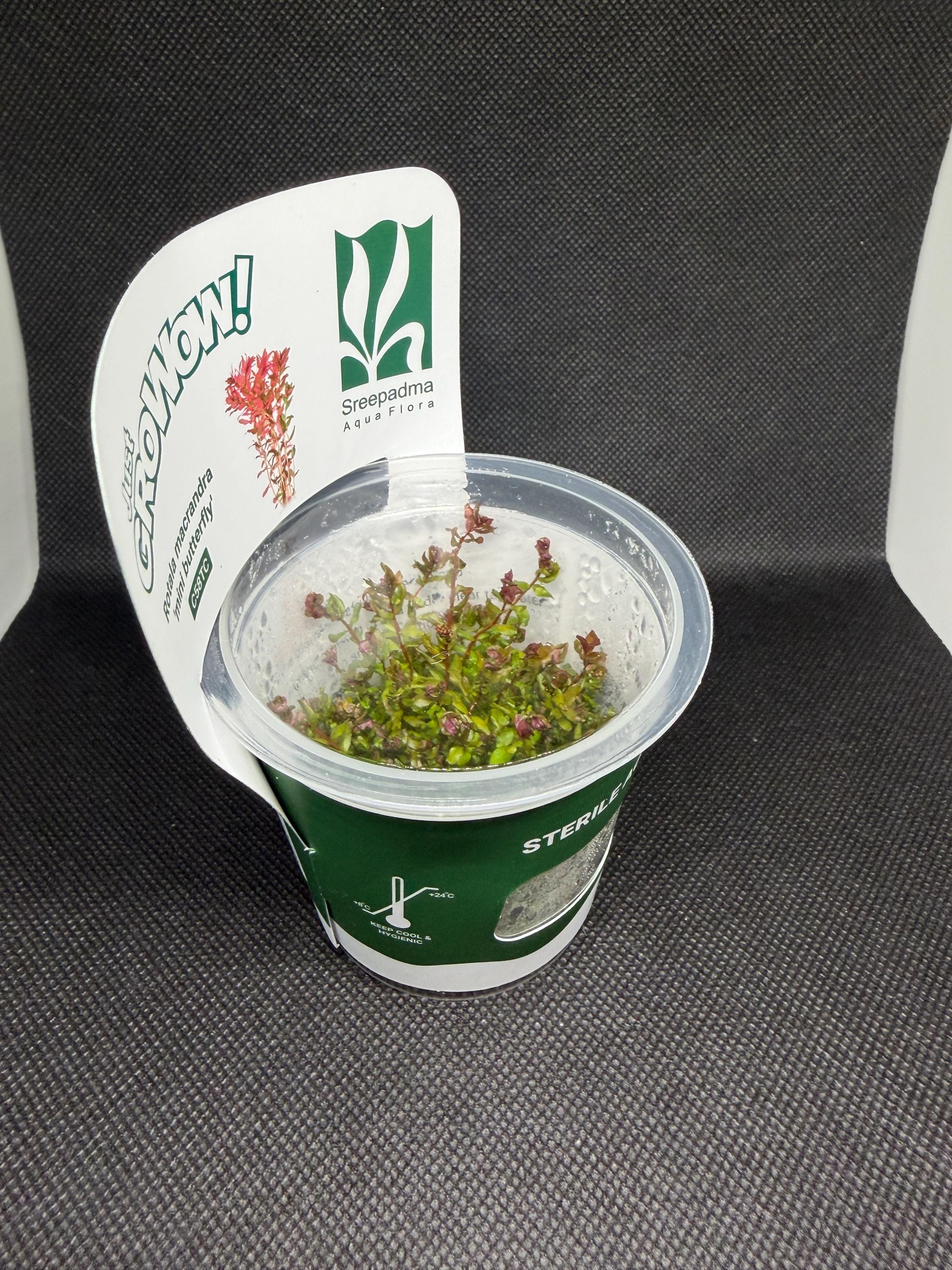 Rotala macrandra 'Mini butterfly' – Tissue Culture Aquarium Plant | Background (stem) | Live Aquascape Cup | MoarPlants