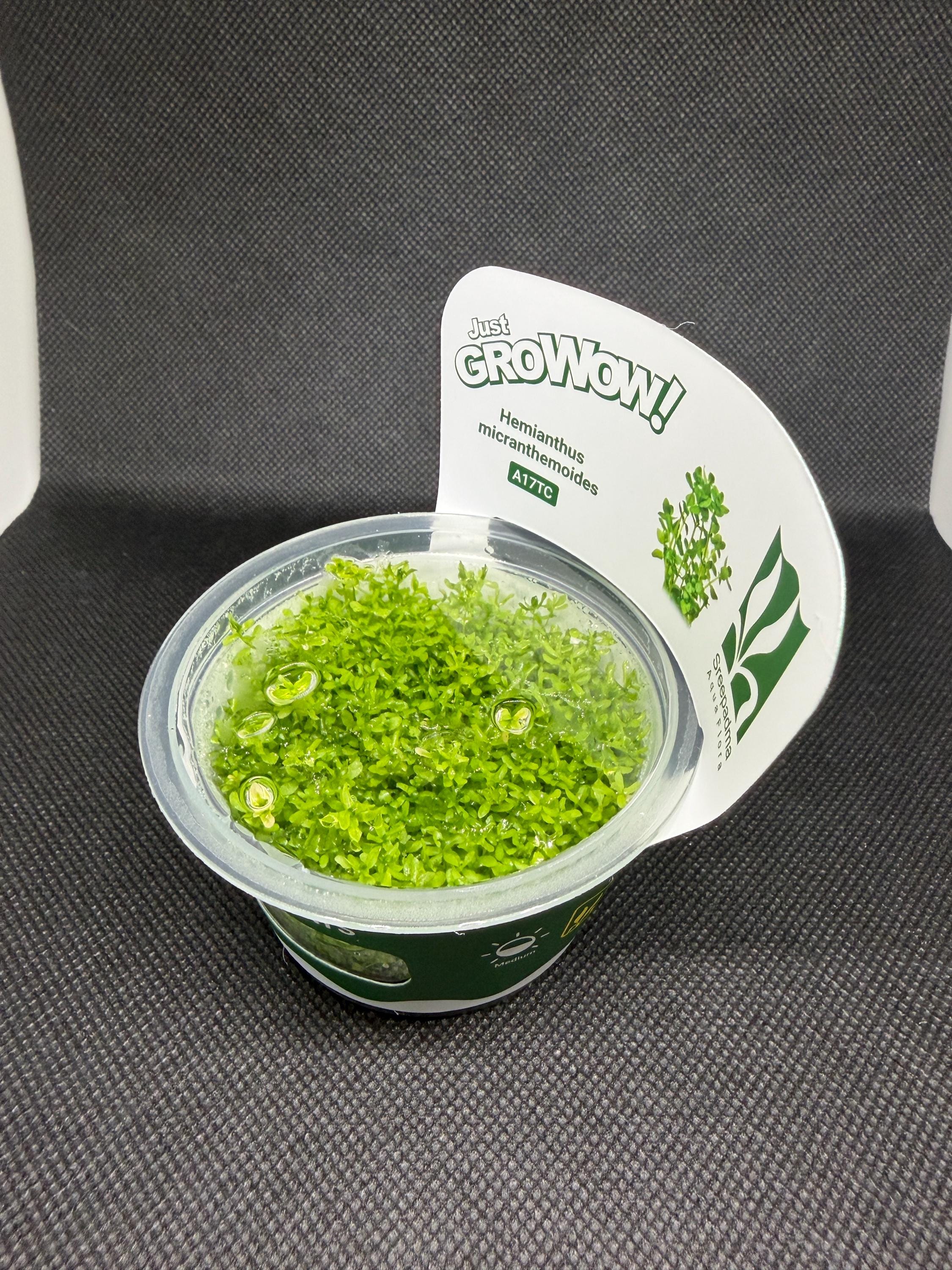 Micranthemum micranthemoides (Hemianthus micranthemoides) – Tissue Culture Aquarium Plant | Foreground | Live Aquascape Cup | MoarPlants