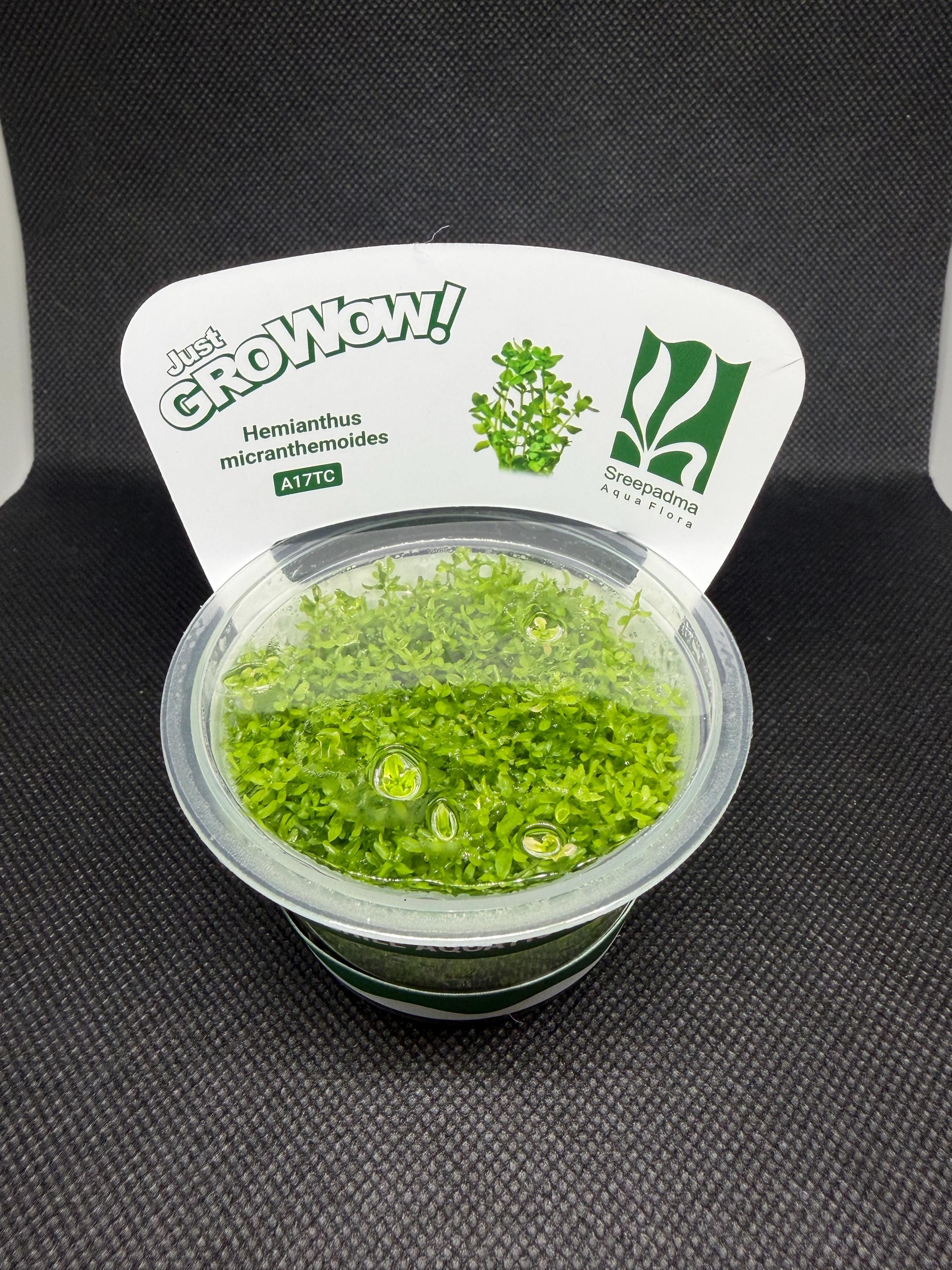 Micranthemum micranthemoides (Hemianthus micranthemoides) – Tissue Culture Aquarium Plant | Foreground | Live Aquascape Cup | MoarPlants