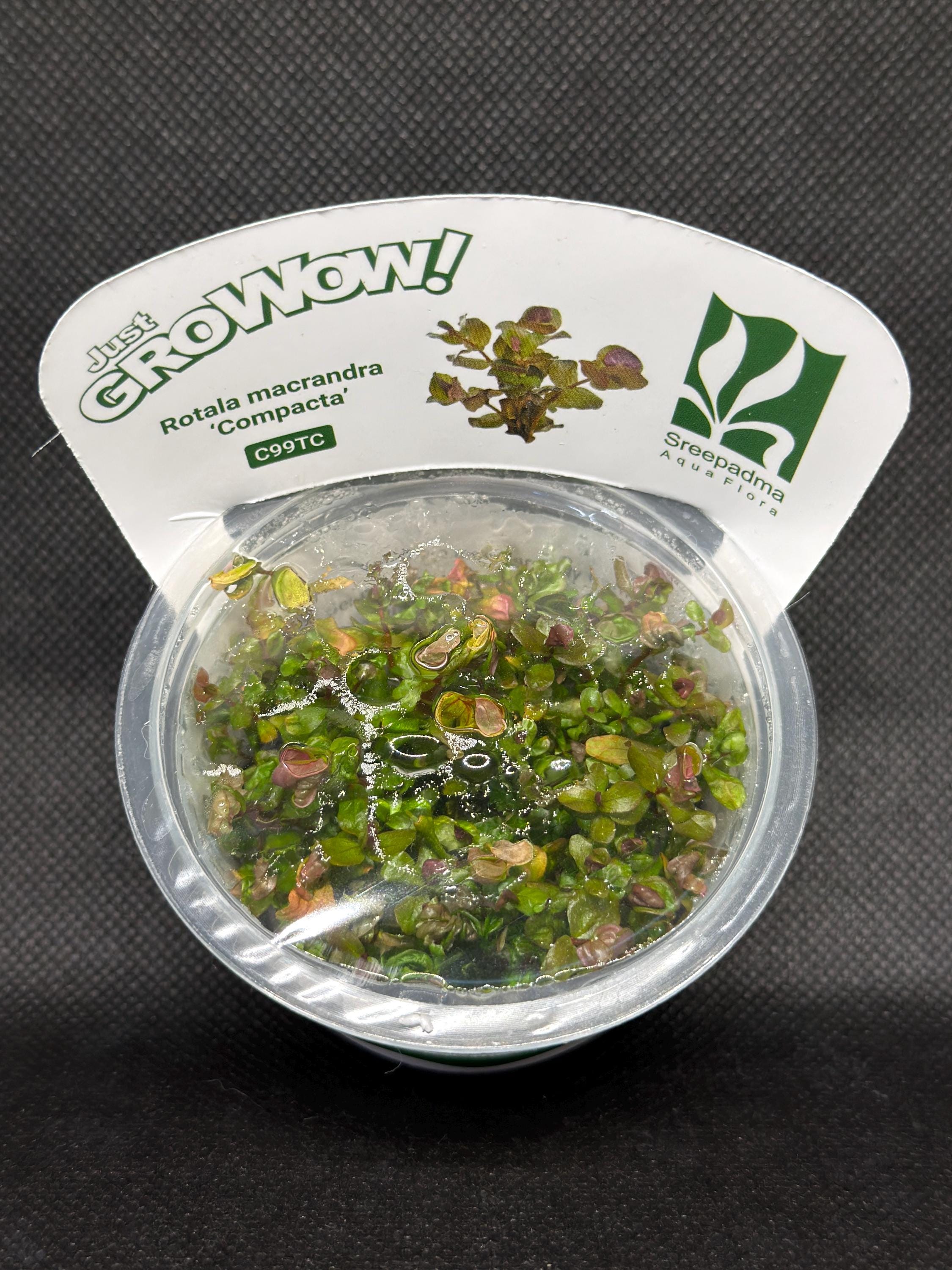 Rotala macrandra 'Compacta' – Tissue Culture Aquarium Plant | Background (stem) | Live Aquascape Cup | MoarPlants