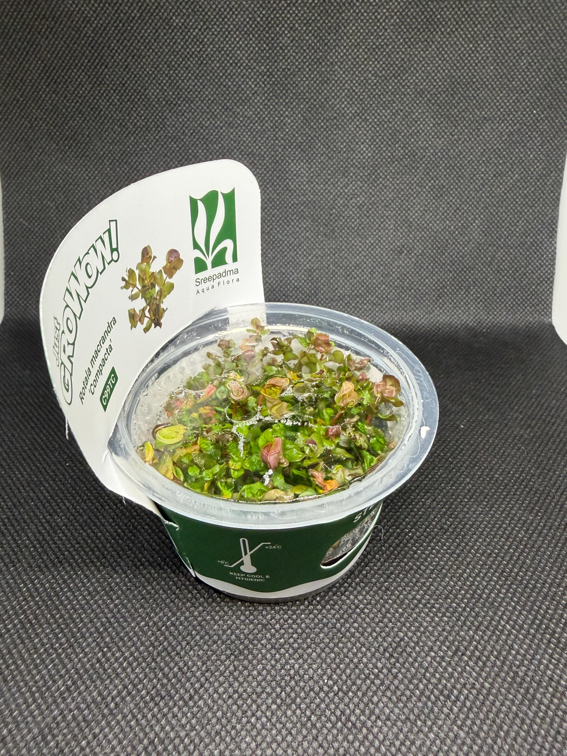 Rotala macrandra 'Compacta' – Tissue Culture Aquarium Plant | Background (stem) | Live Aquascape Cup | MoarPlants
