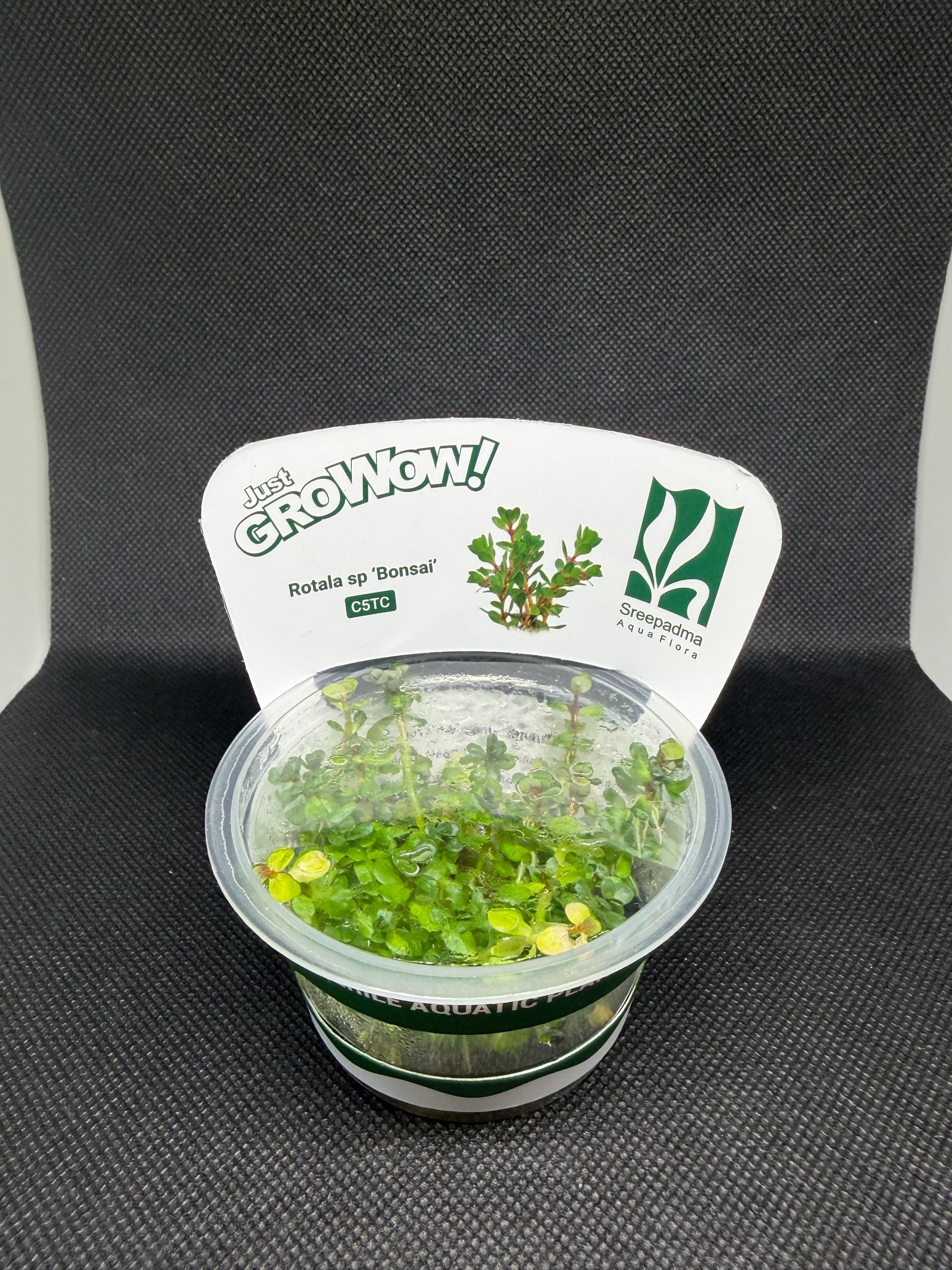 Rotala indica 'Bonsai' – Tissue Culture Aquarium Plant | Background (stem) | Live Aquascape Cup | MoarPlants