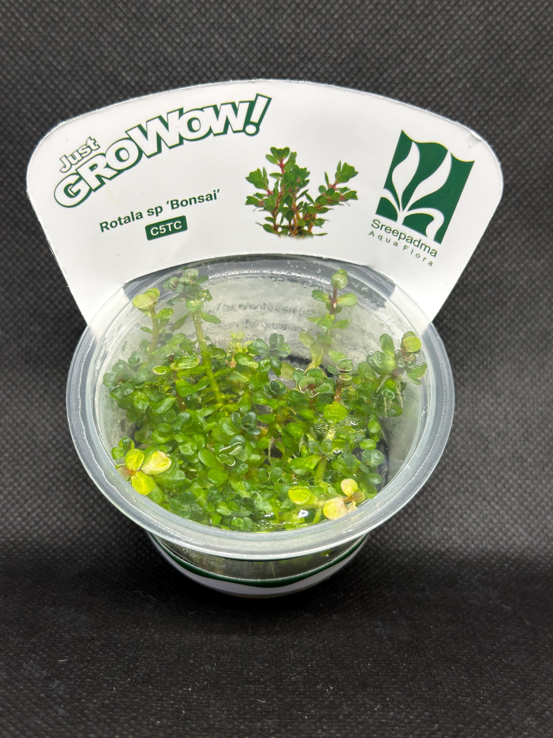 Rotala indica 'Bonsai' – Tissue Culture Aquarium Plant | Background (stem) | Live Aquascape Cup | MoarPlants