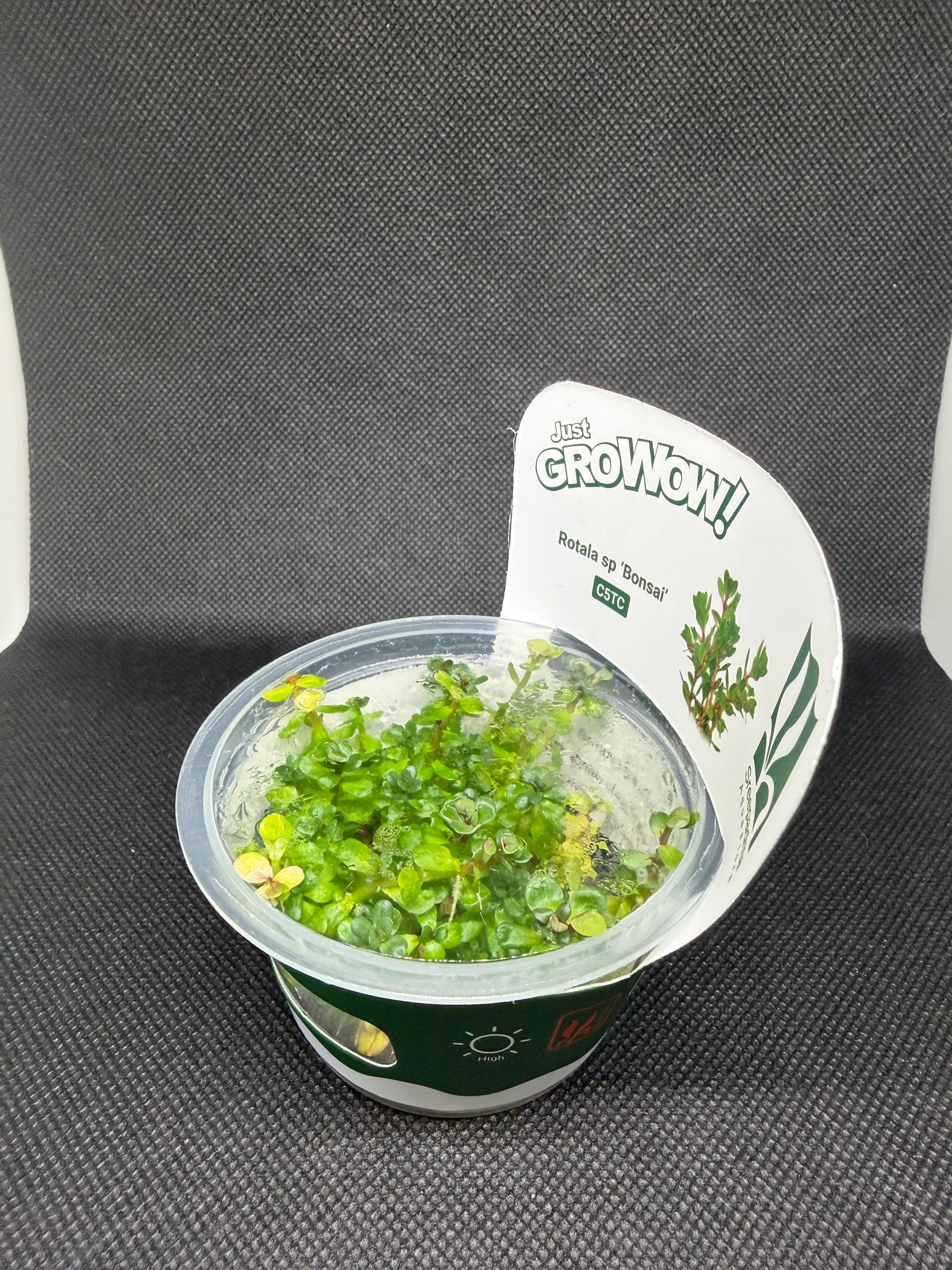 Rotala indica 'Bonsai' – Tissue Culture Aquarium Plant | Background (stem) | Live Aquascape Cup | MoarPlants