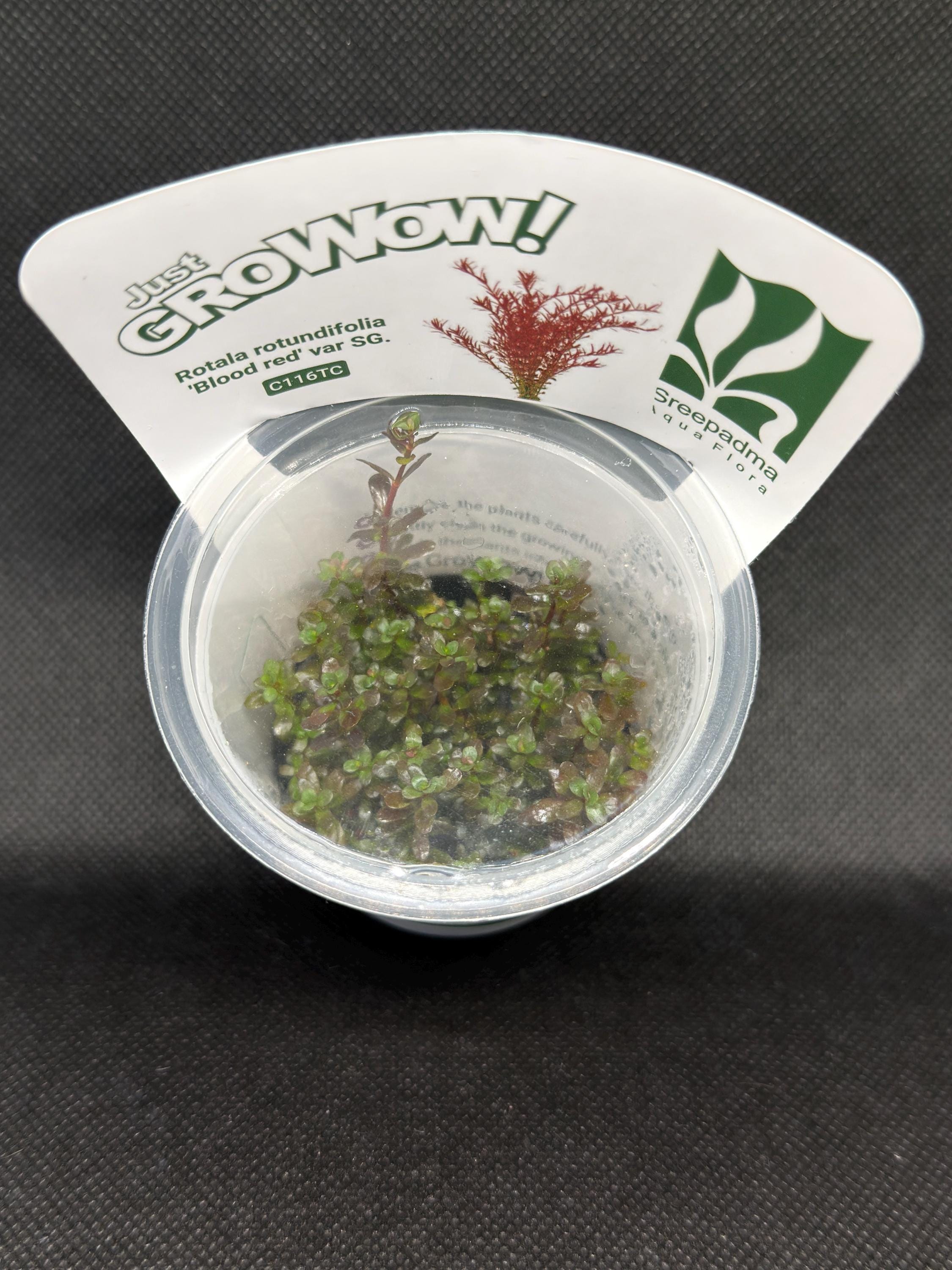 Rotala Rotundifolia 'Blood Red' – Tissue Culture Aquarium Plant
