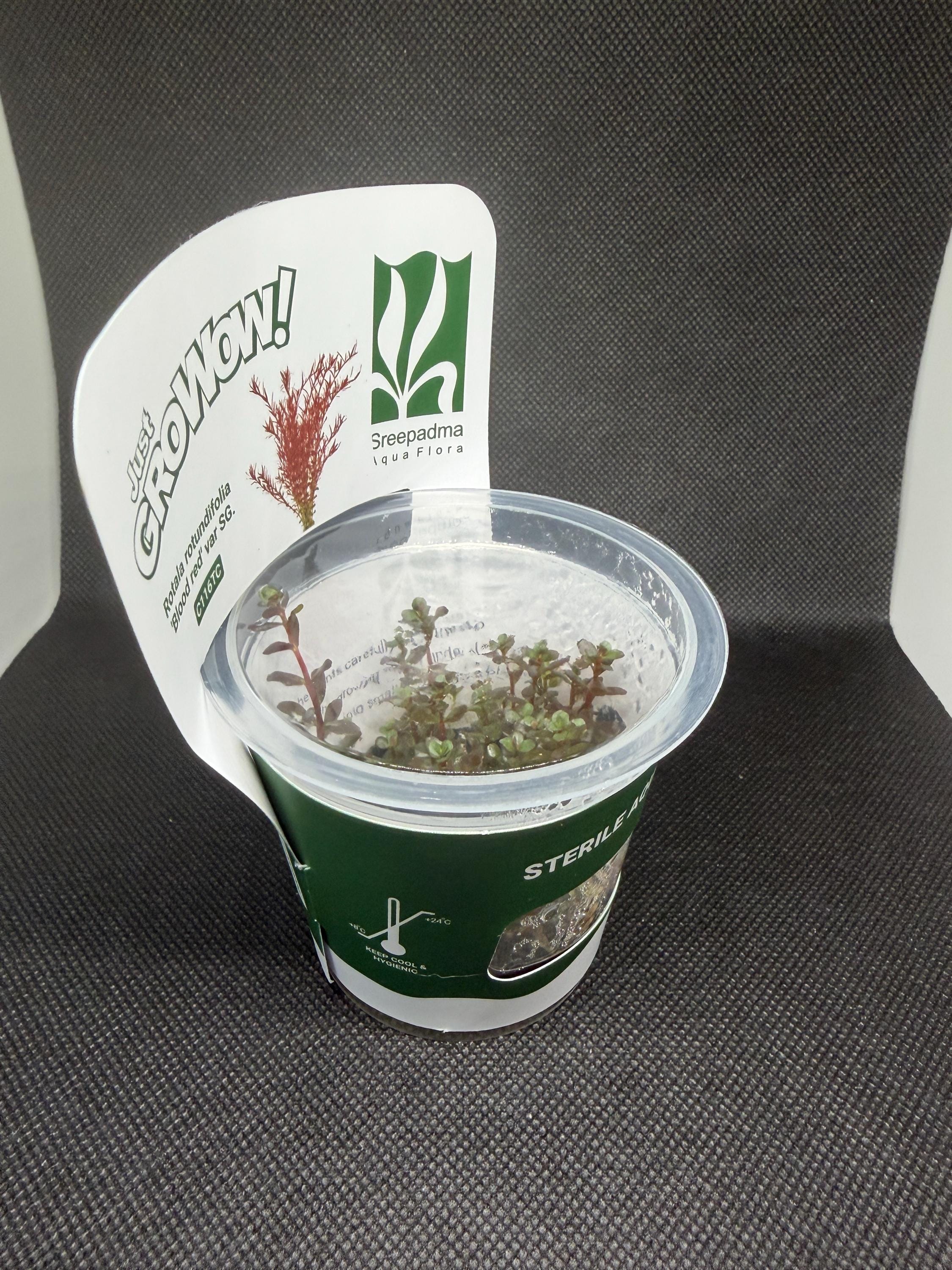 Rotala Rotundifolia 'Blood Red' – Tissue Culture Aquarium Plant