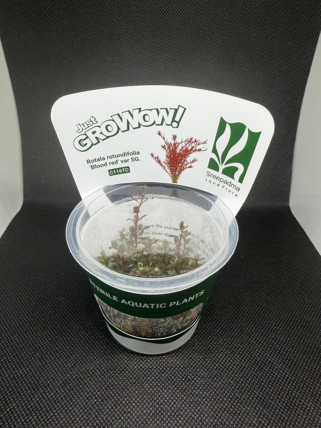 Rotala Rotundifolia 'Blood Red' – Tissue Culture Aquarium Plant
