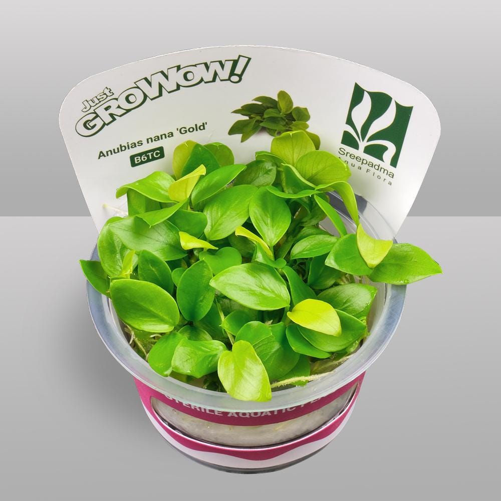 Anubias barteri var. Nana gold – Tissue Culture Aquarium Plant | Mid | Live Aquascape Cup | MoarPlants
